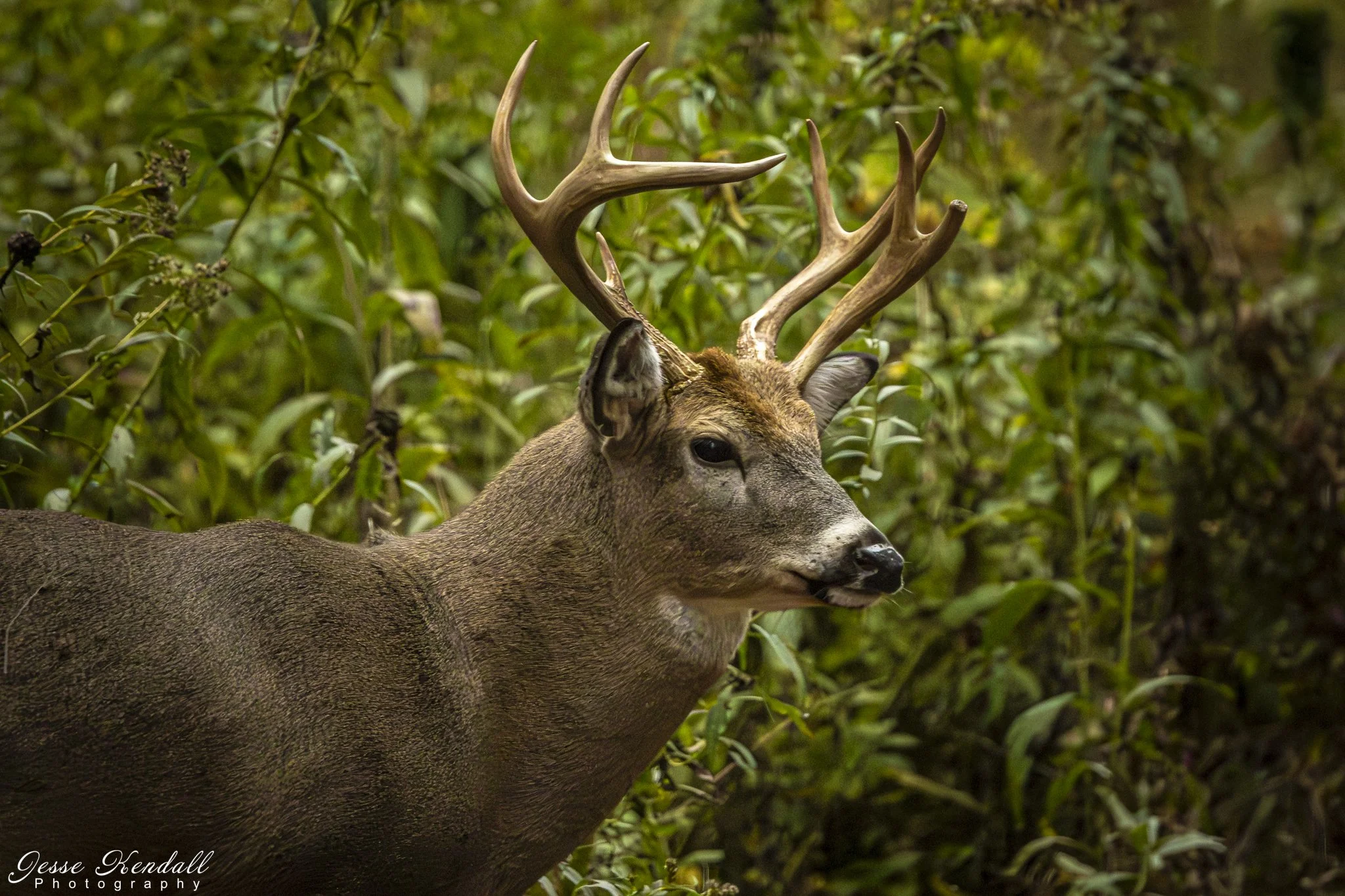 3 Horned 9 point-0270.jpg