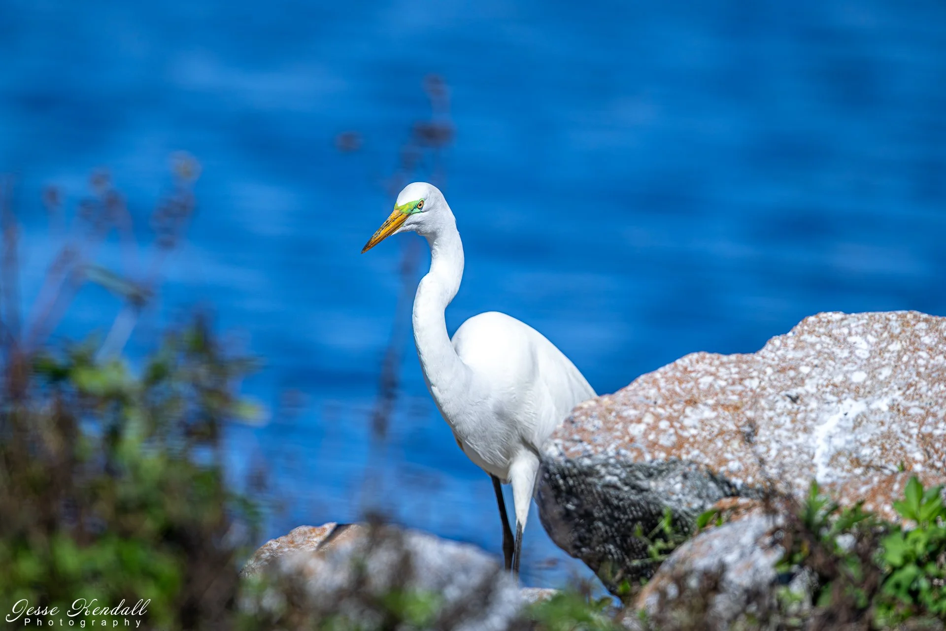 Great Egret-1415 - Copy.jpg