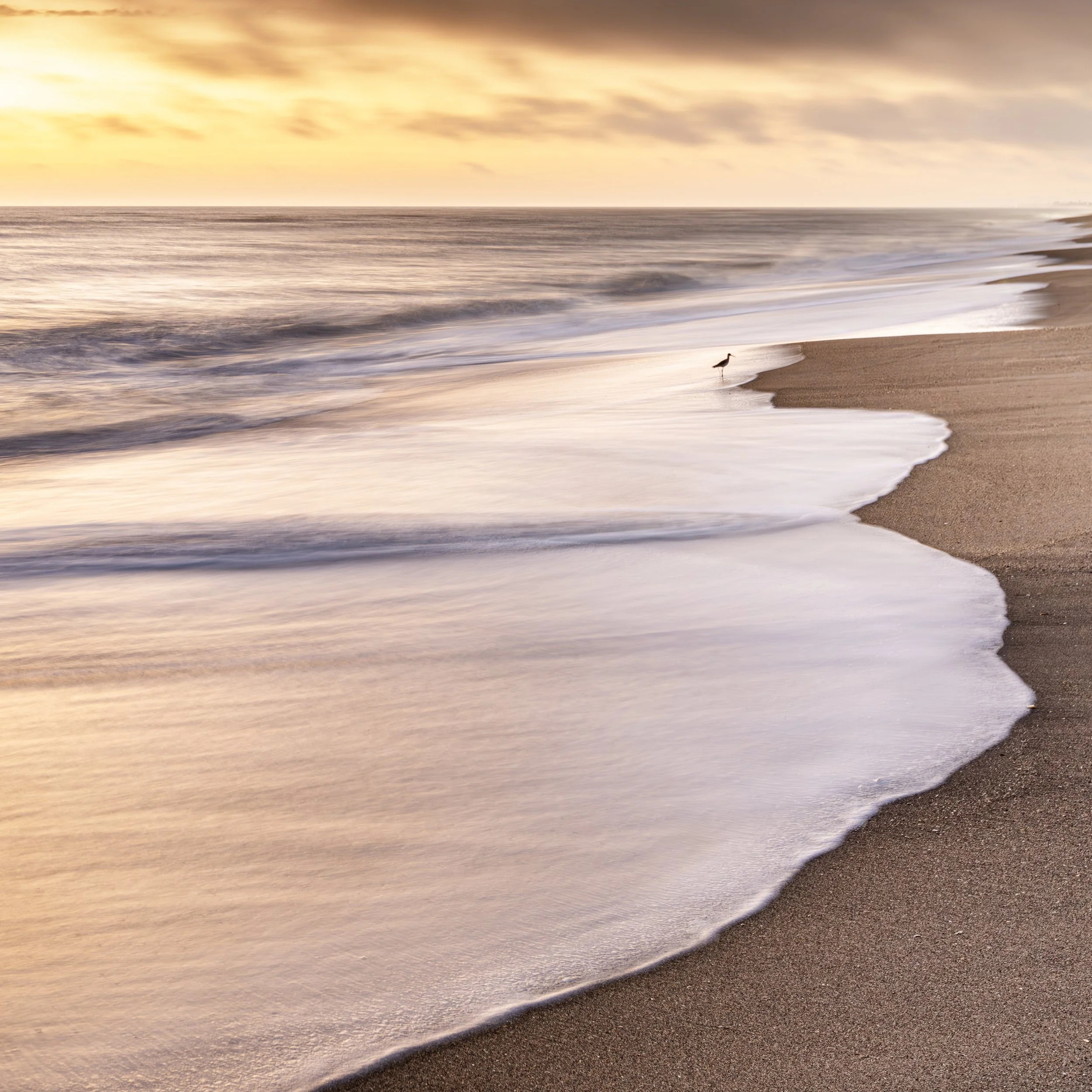 Bird on Melbourne Beach.jpg