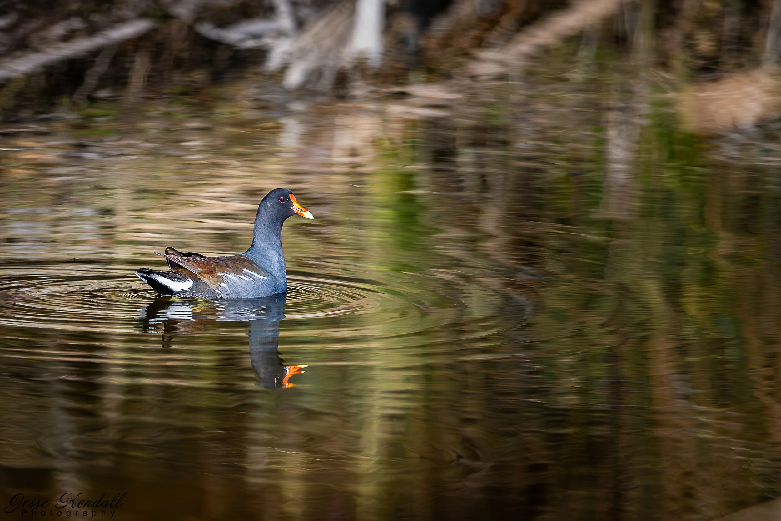Unknown Bird-4878.jpg