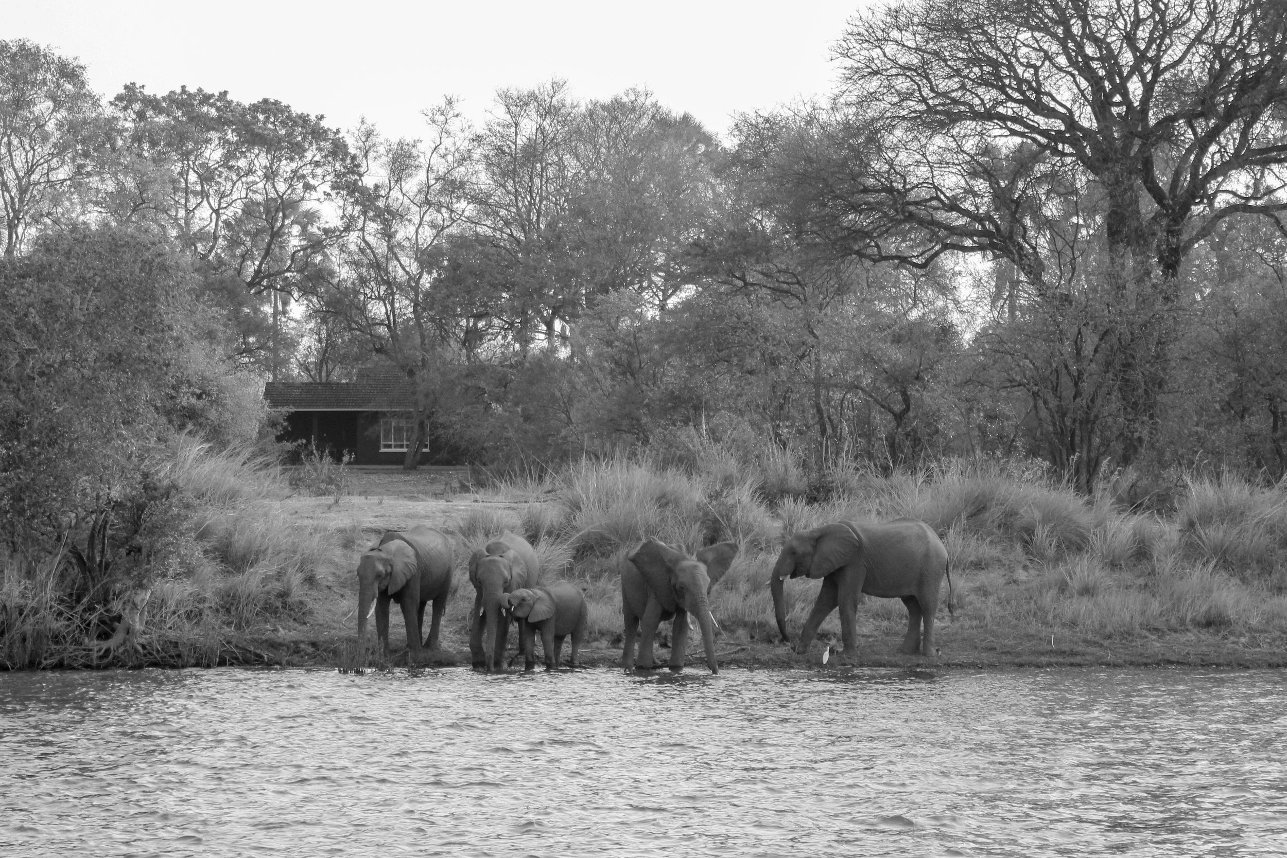 Zambizi elephants.jpg