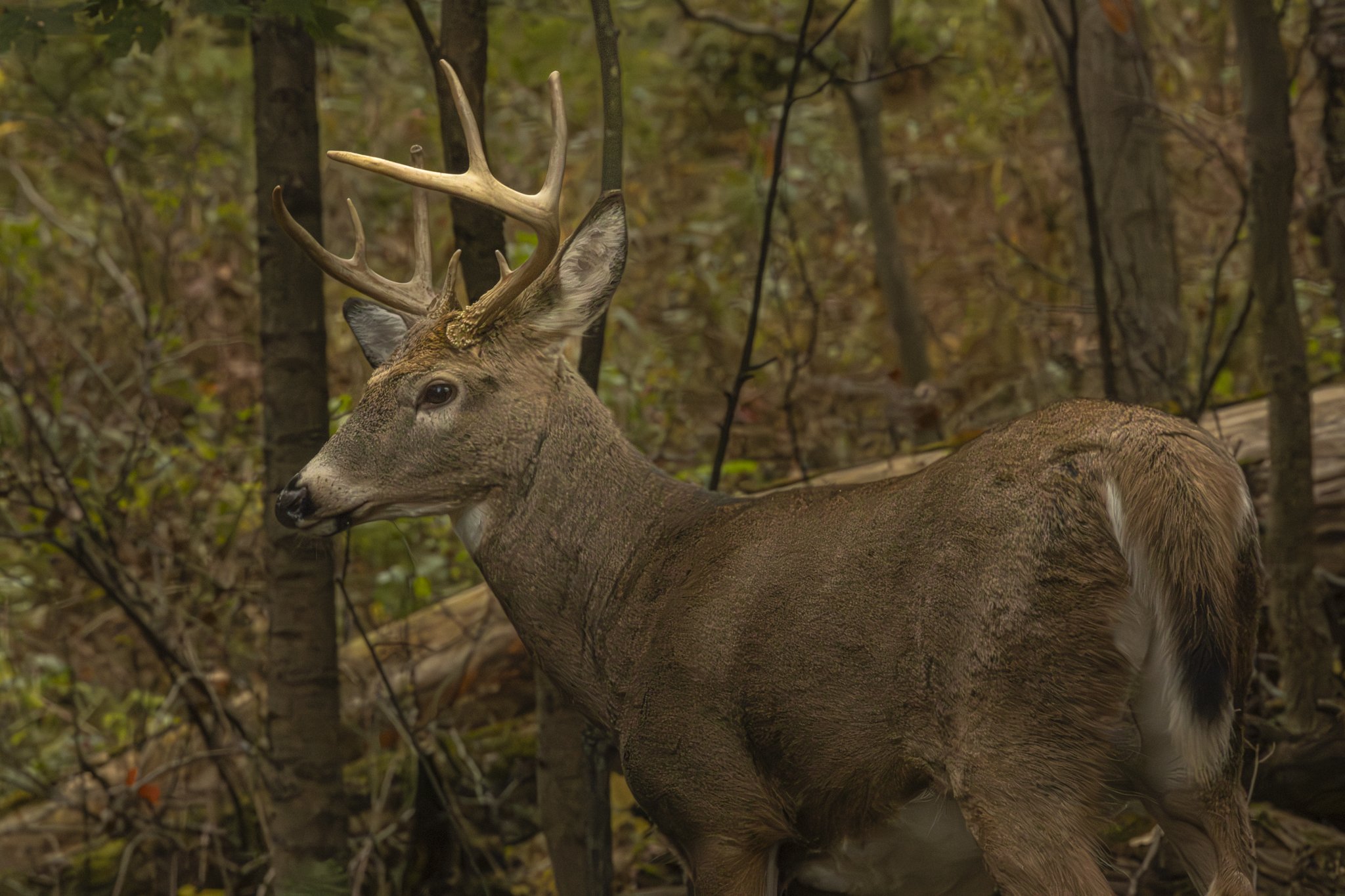 8 point crooked horn-0390.jpg