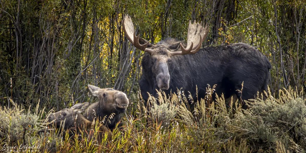 Moose Family-.jpg