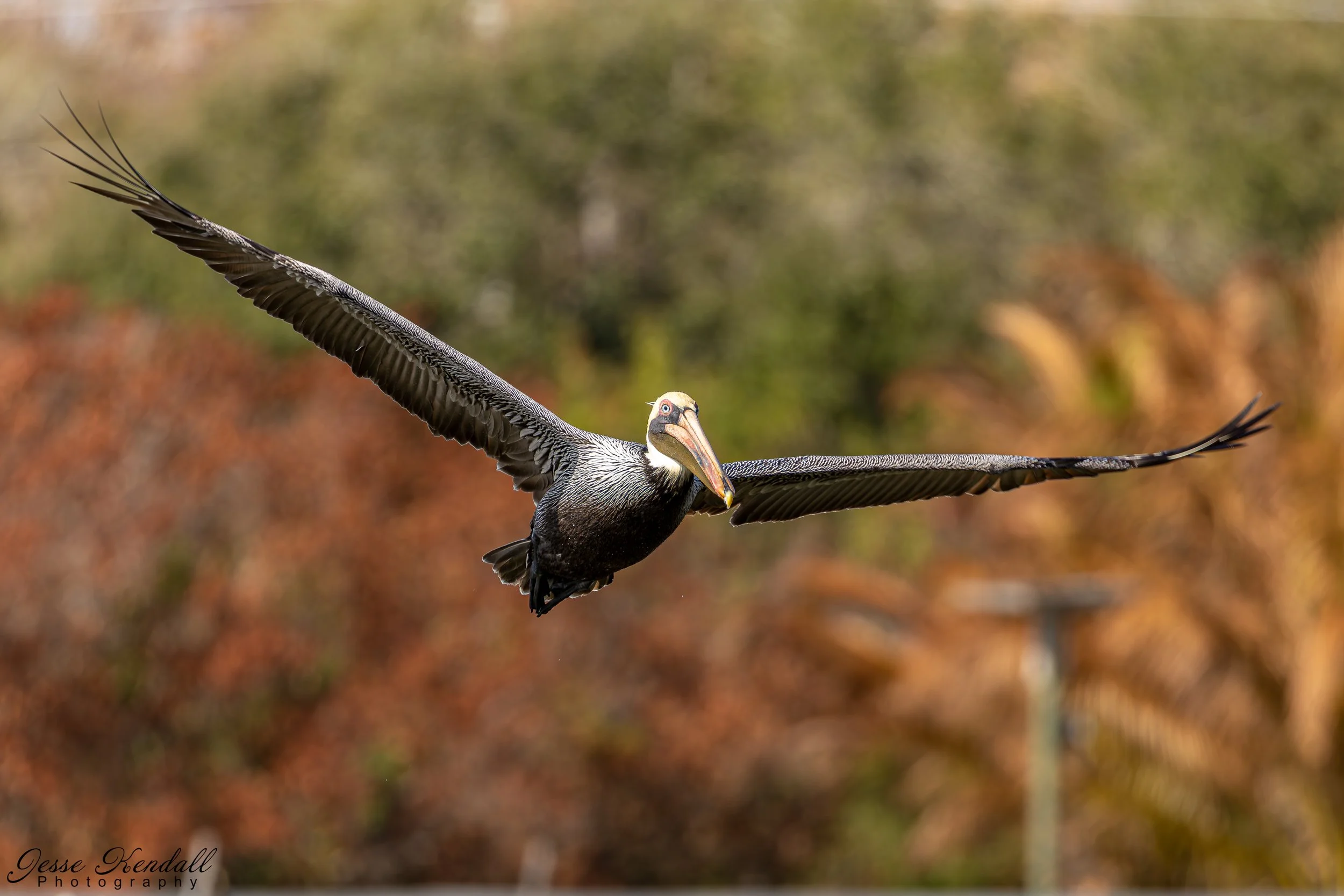 Brown Pelican-2980.jpg