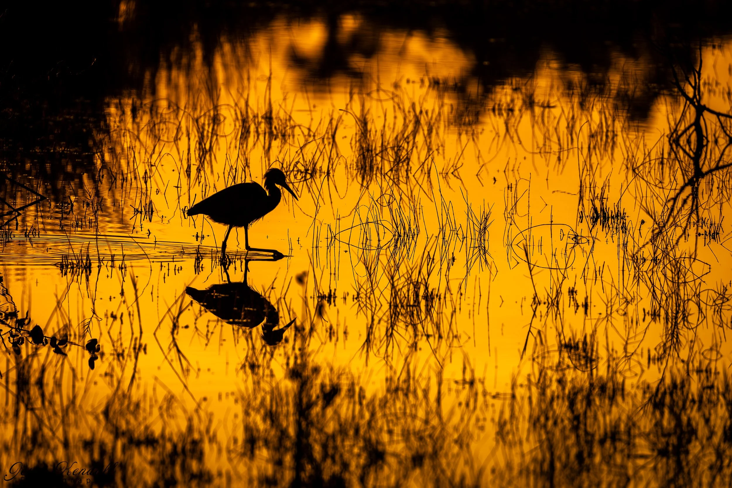 Merritt Island Sunrise-4596 - Copy.jpg