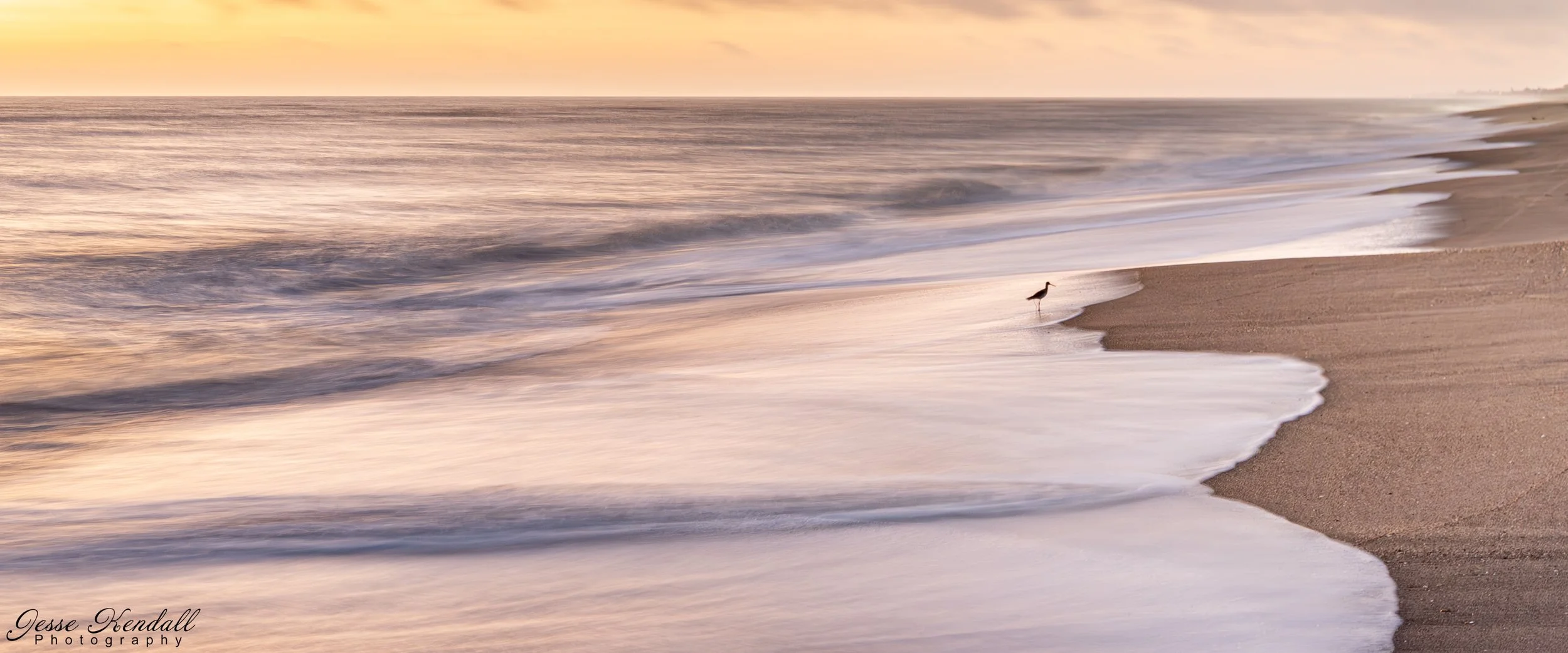 Anaphamorphic Bird on the Beach-.jpg