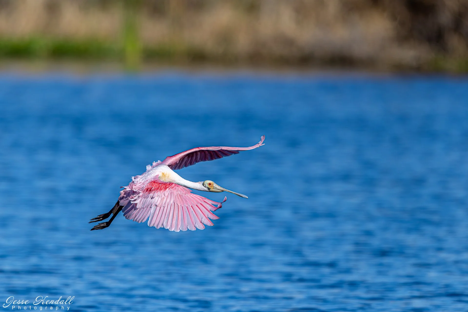 Roseate Spoonbill-1088 - Copy.jpg