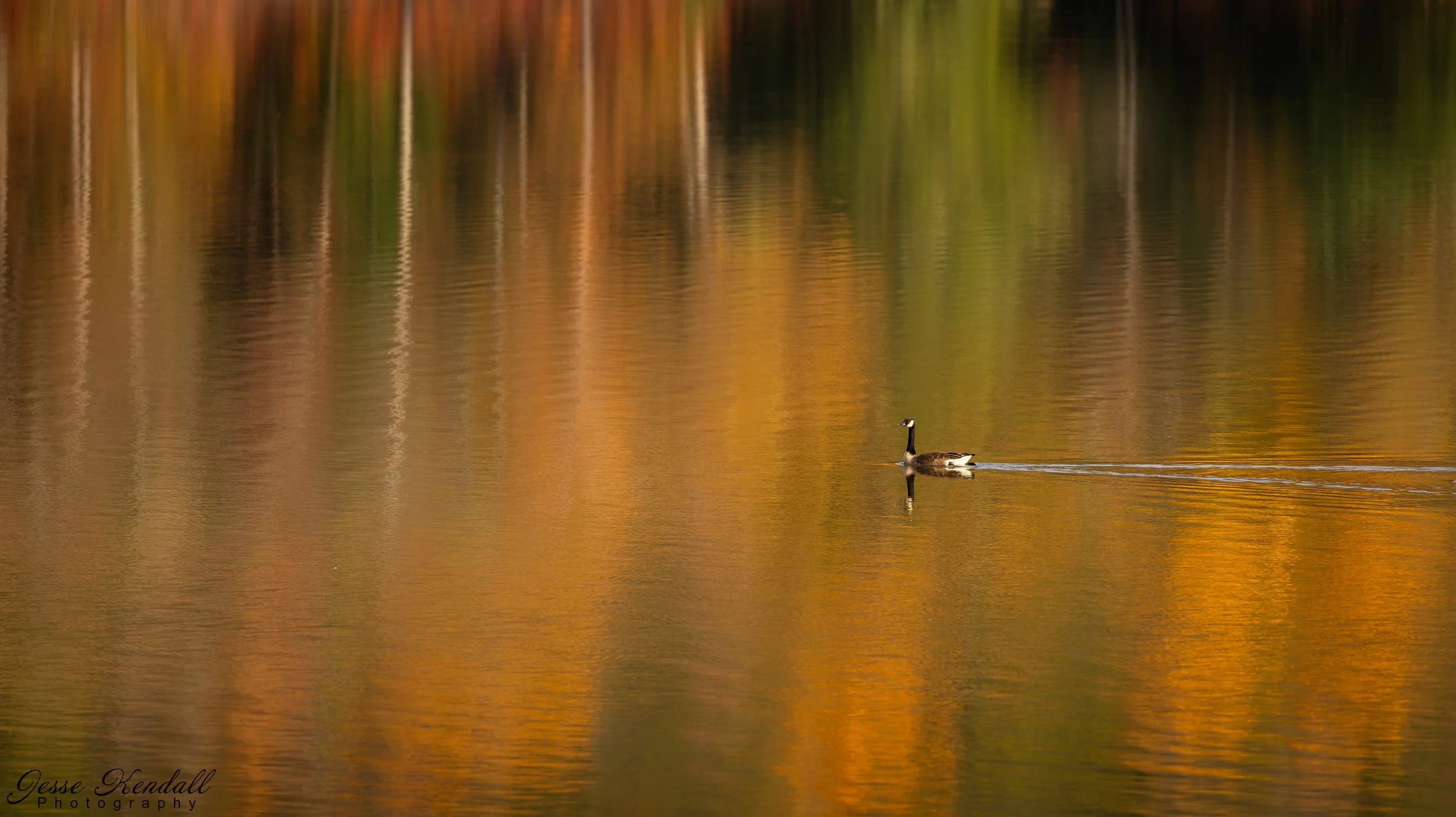 Goose on the Cowanesque-.jpg