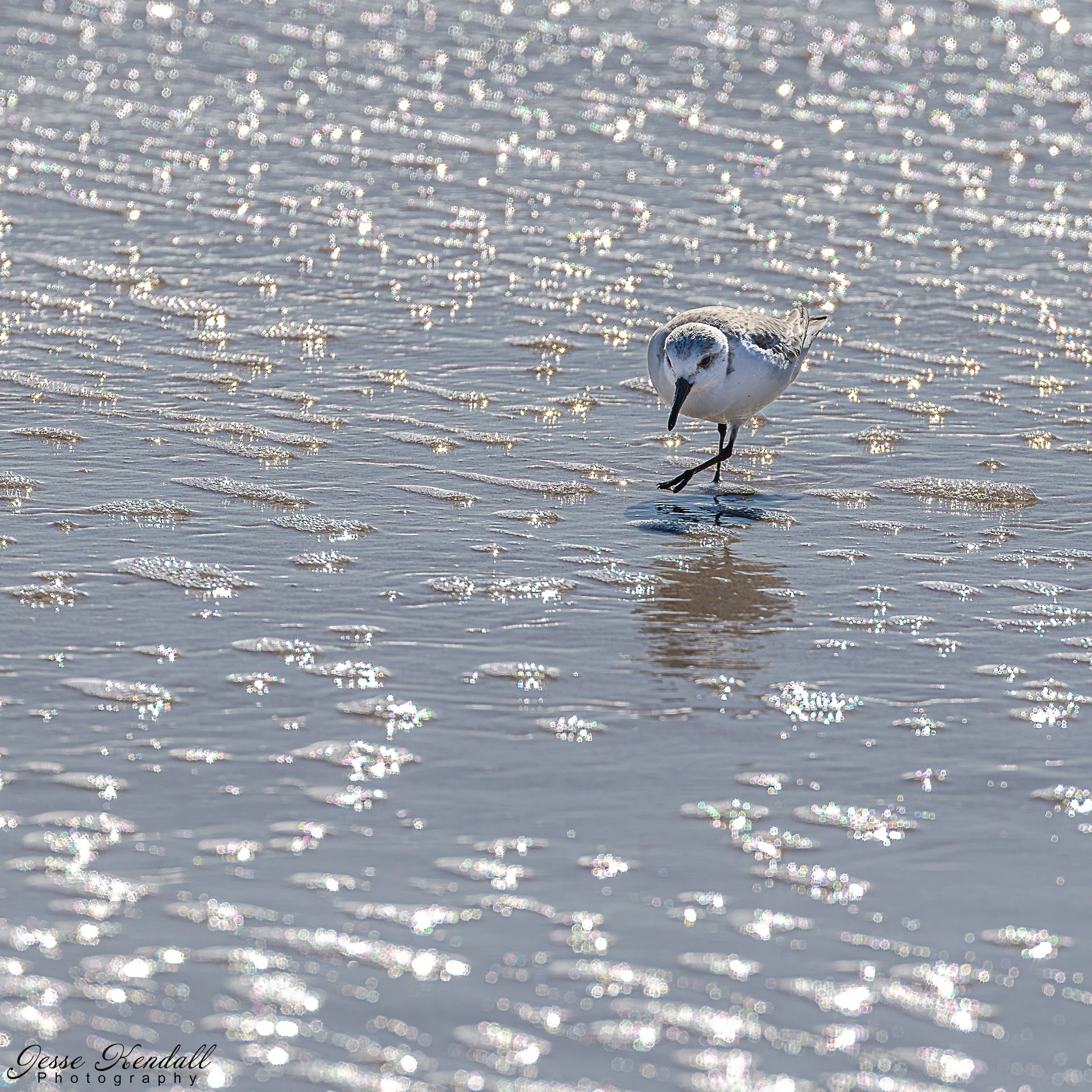 Sanderling-1991.jpg