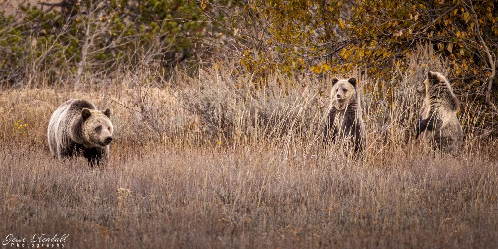 Grizzly Family-.jpg