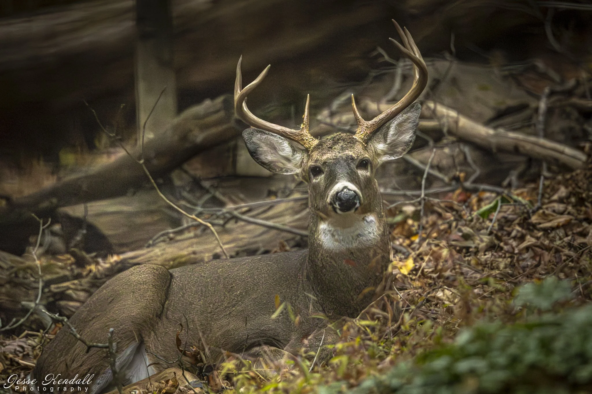 Picture Perfect-0316.jpg