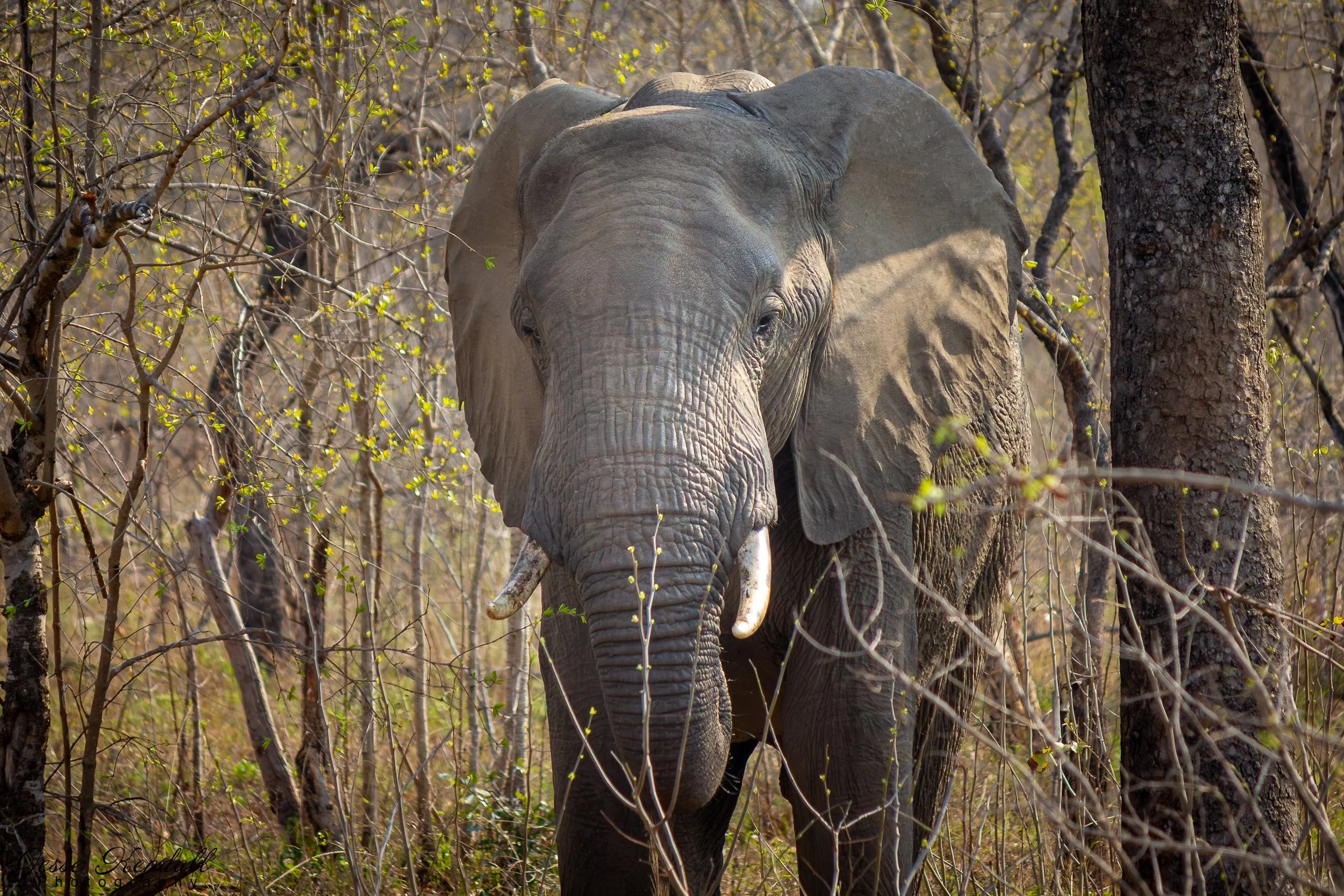 Elephant in Kruger-29.jpg