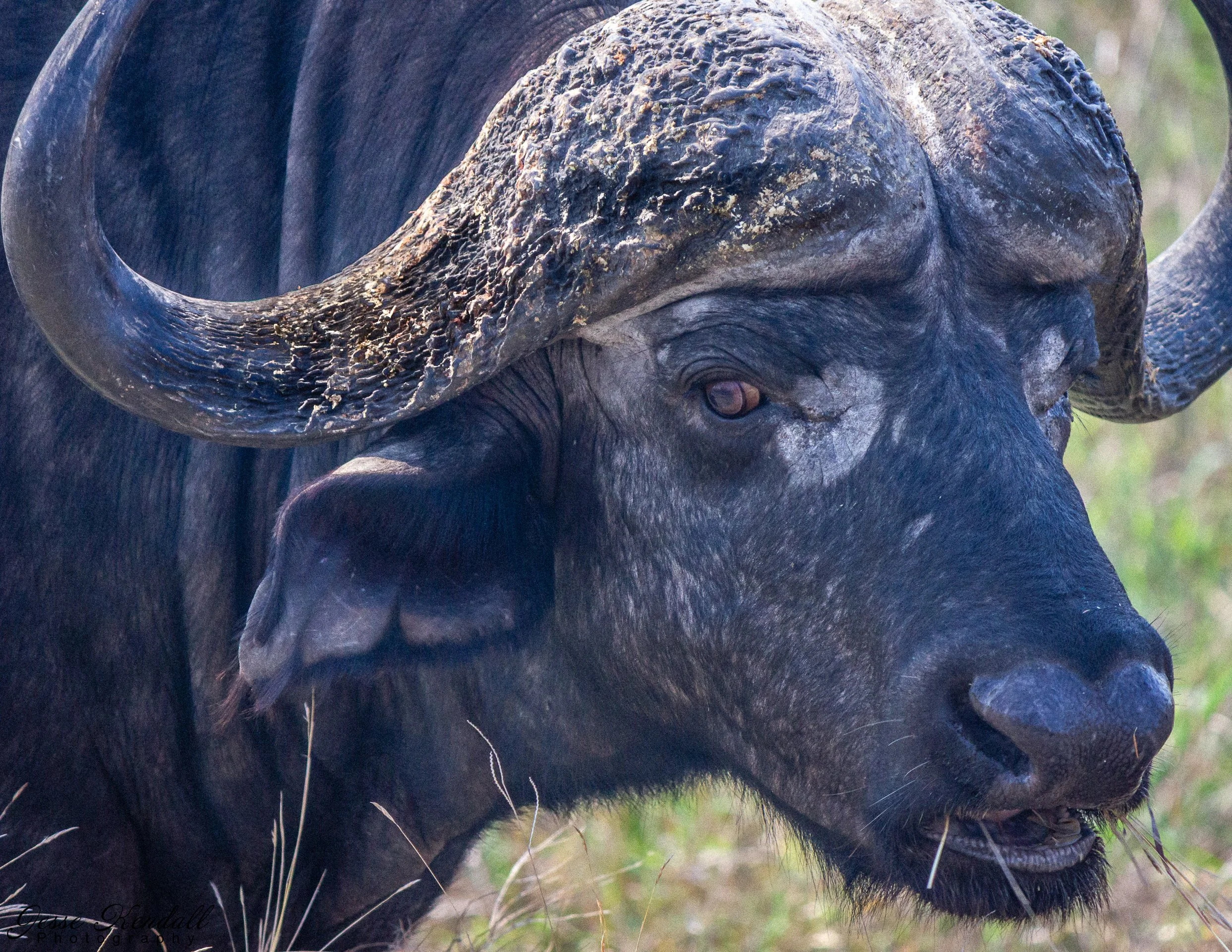 Water Buffalo in Kruger-69.jpg
