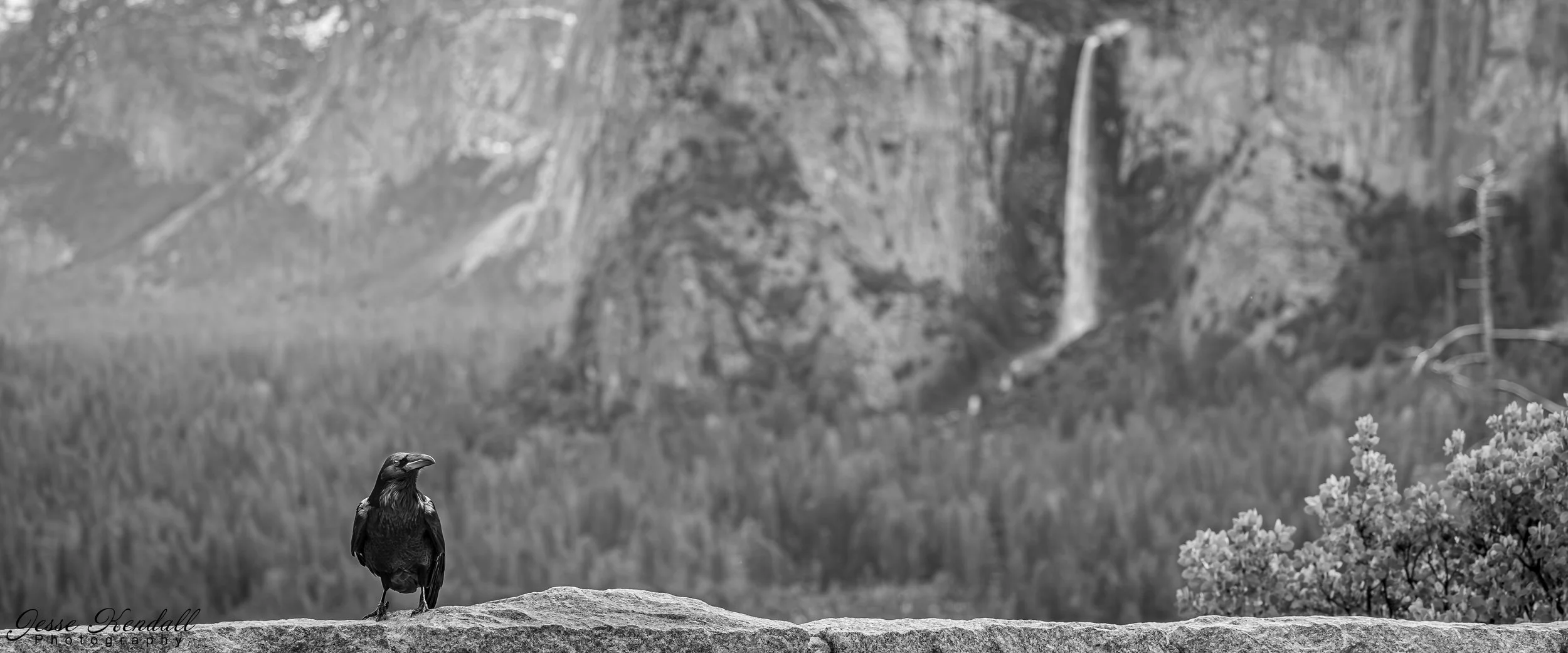 anaphamorphic Crow at Tunnel View-7793.jpg