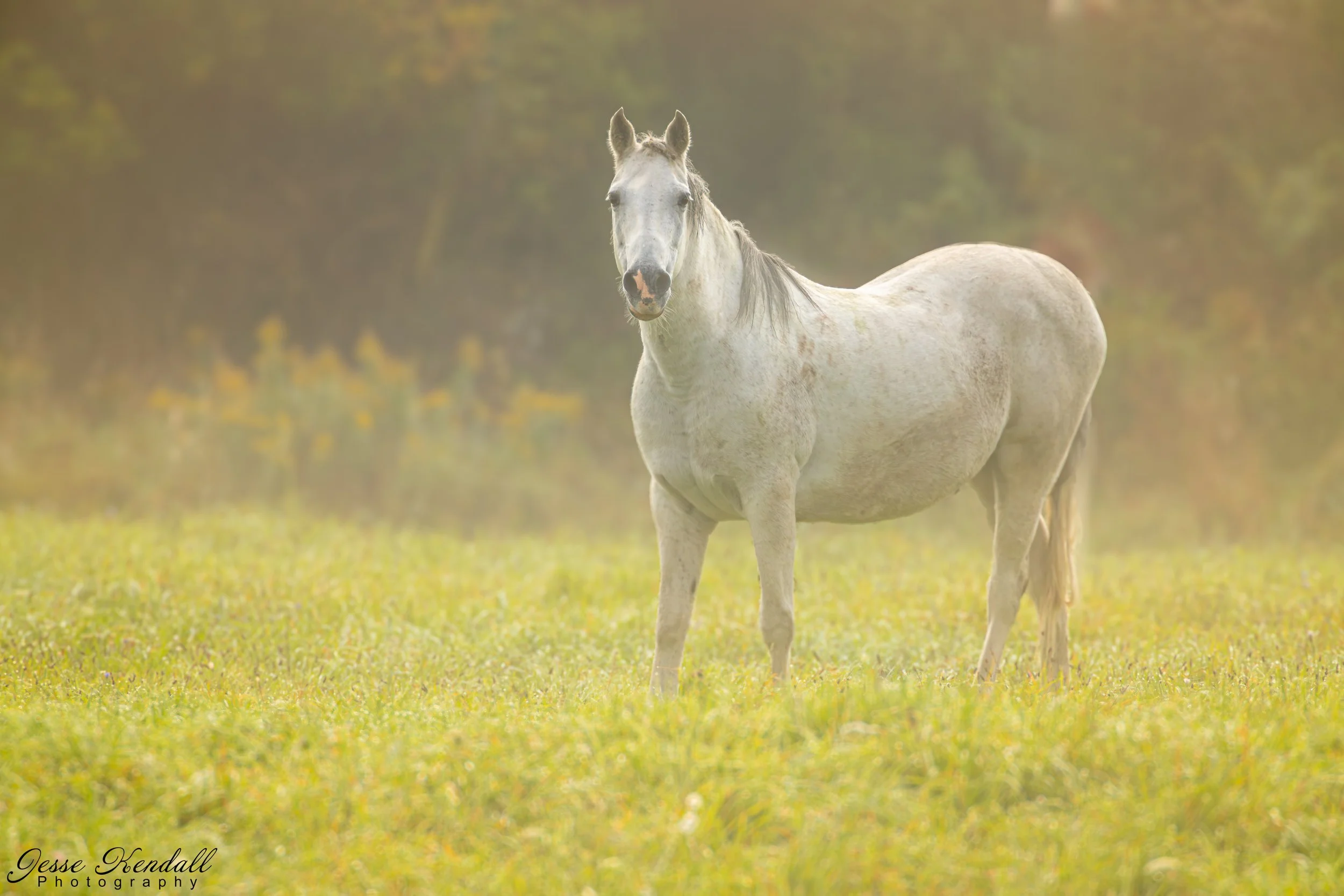Anaphamorphic Horse in the Mist-.jpg