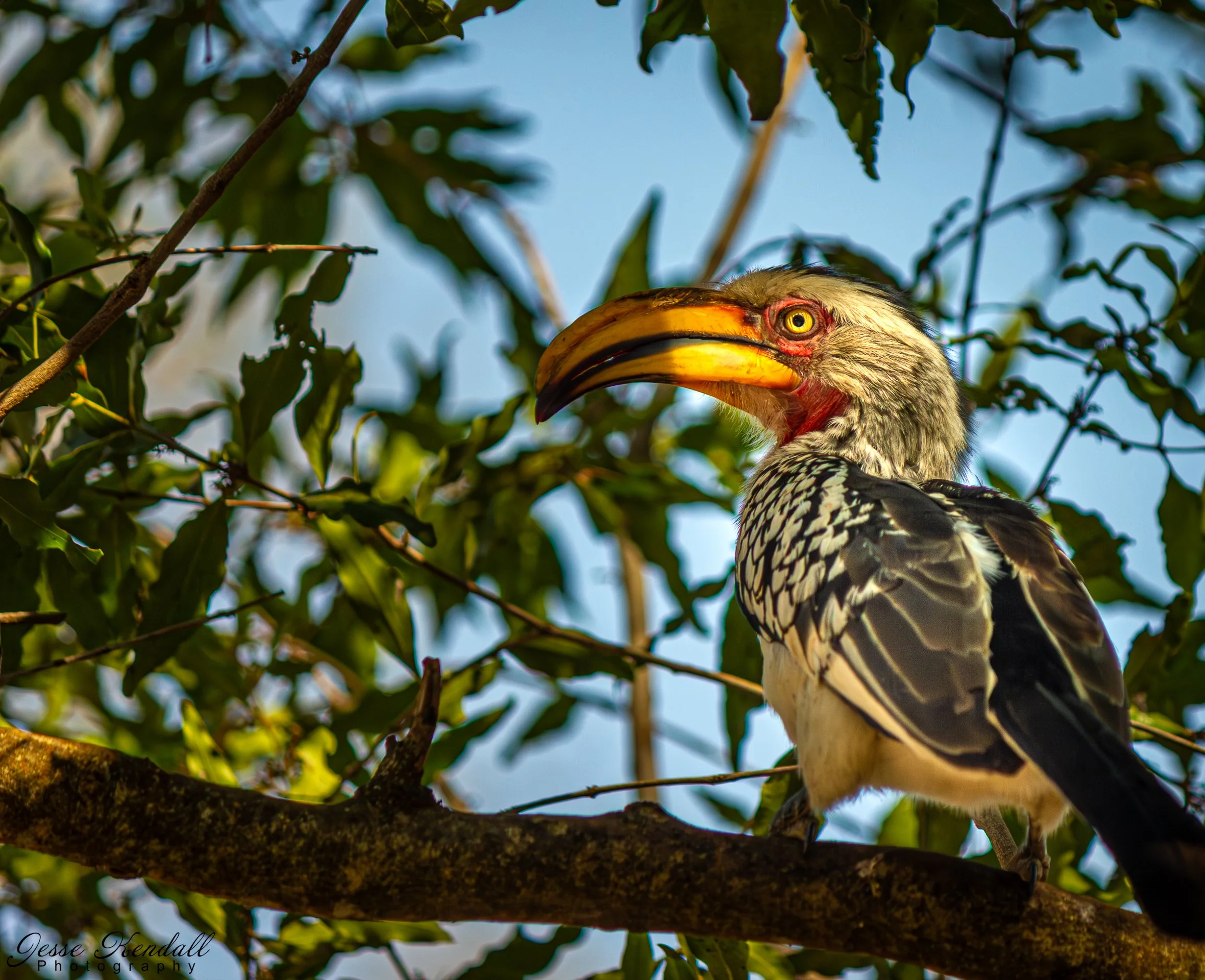 Ugly Bird in Kruger-74.jpg