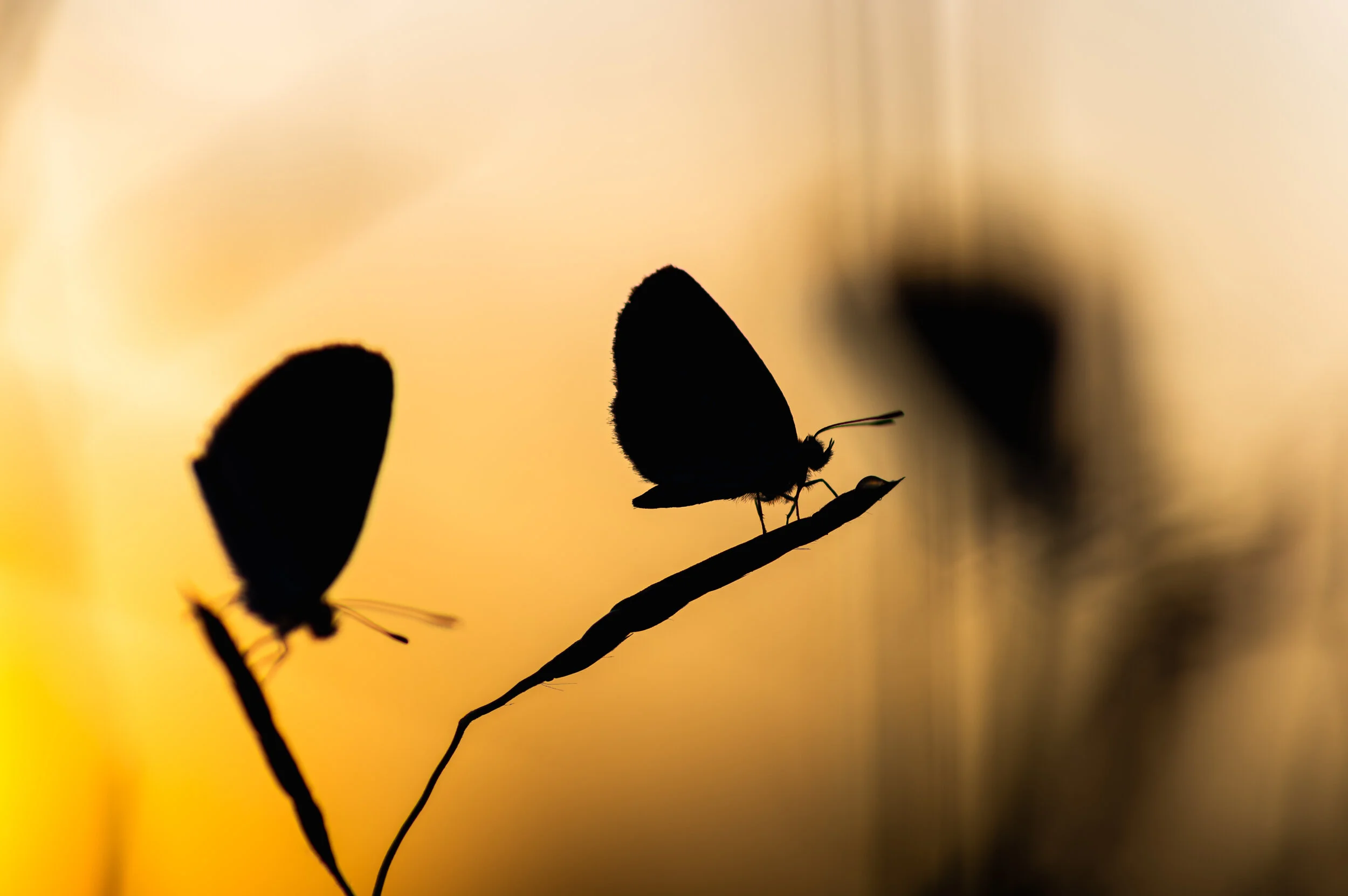 Sunset Butterfly