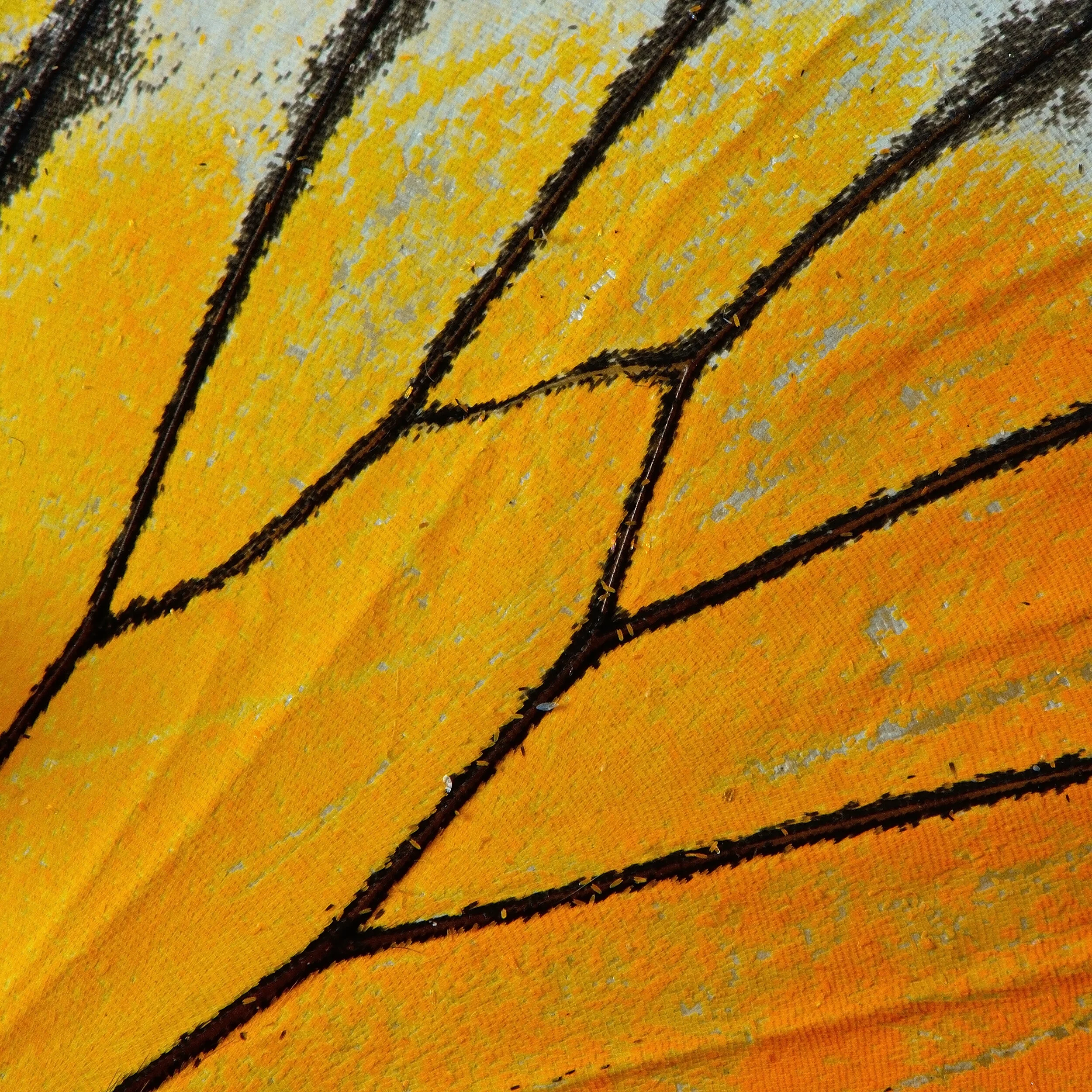 Finding Your Wings