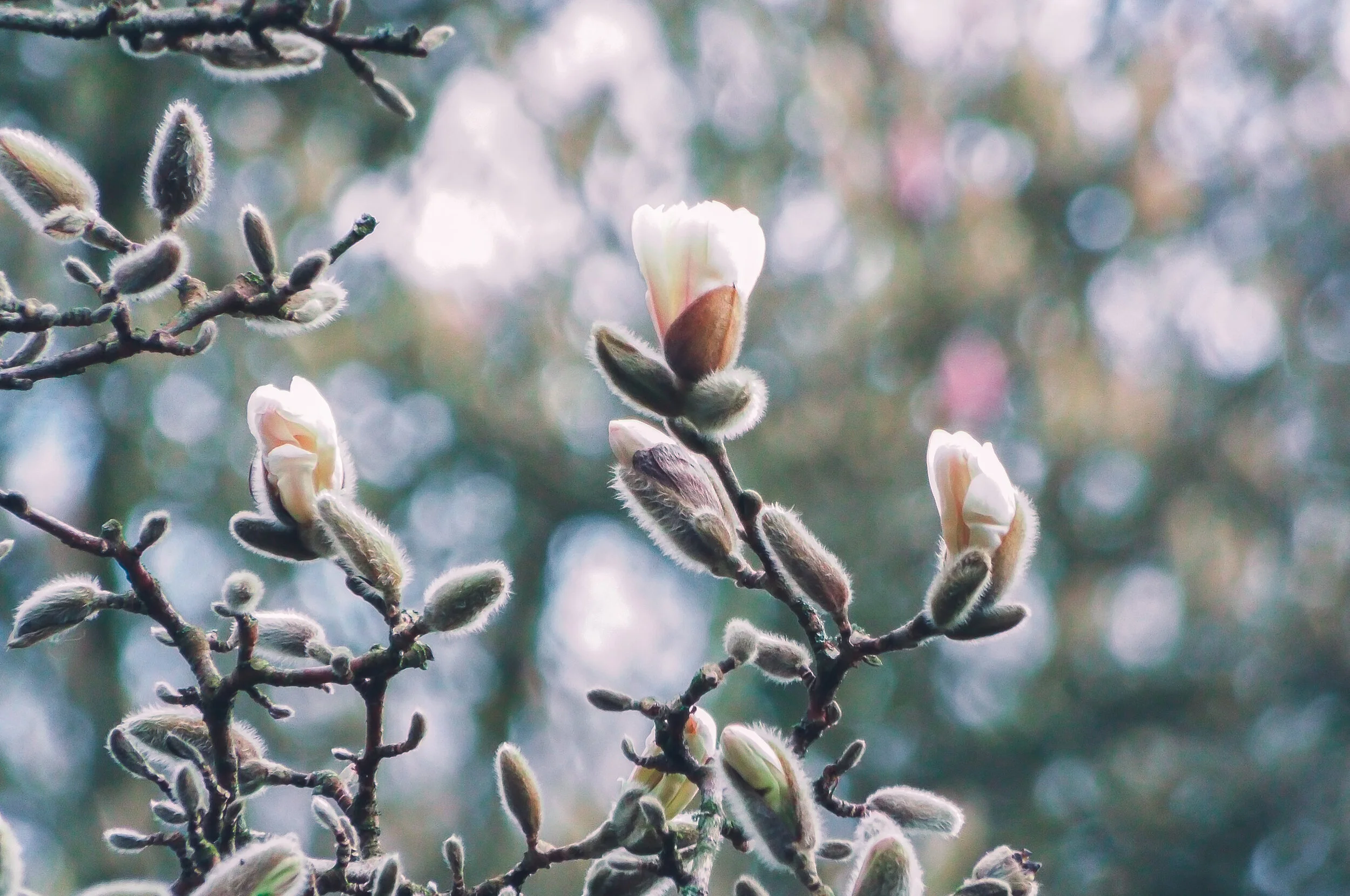 buddies-blossom-beginning-to-bloom-in-londons-hampstead-heath-during-the-spring-of-2015_t20_l1G3Lm.jpg