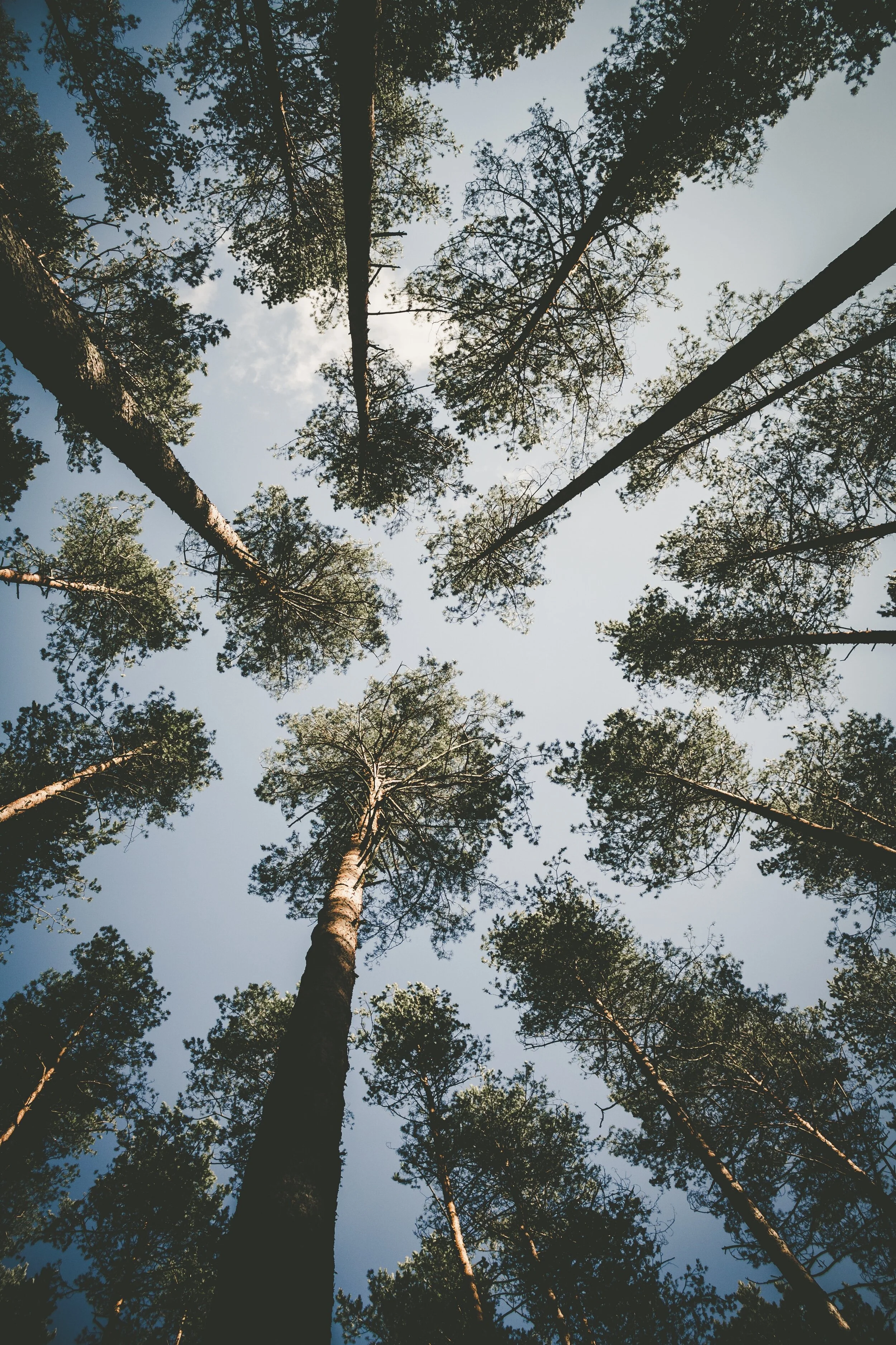 trees-in-the-sky_t20_BELNj8.jpg