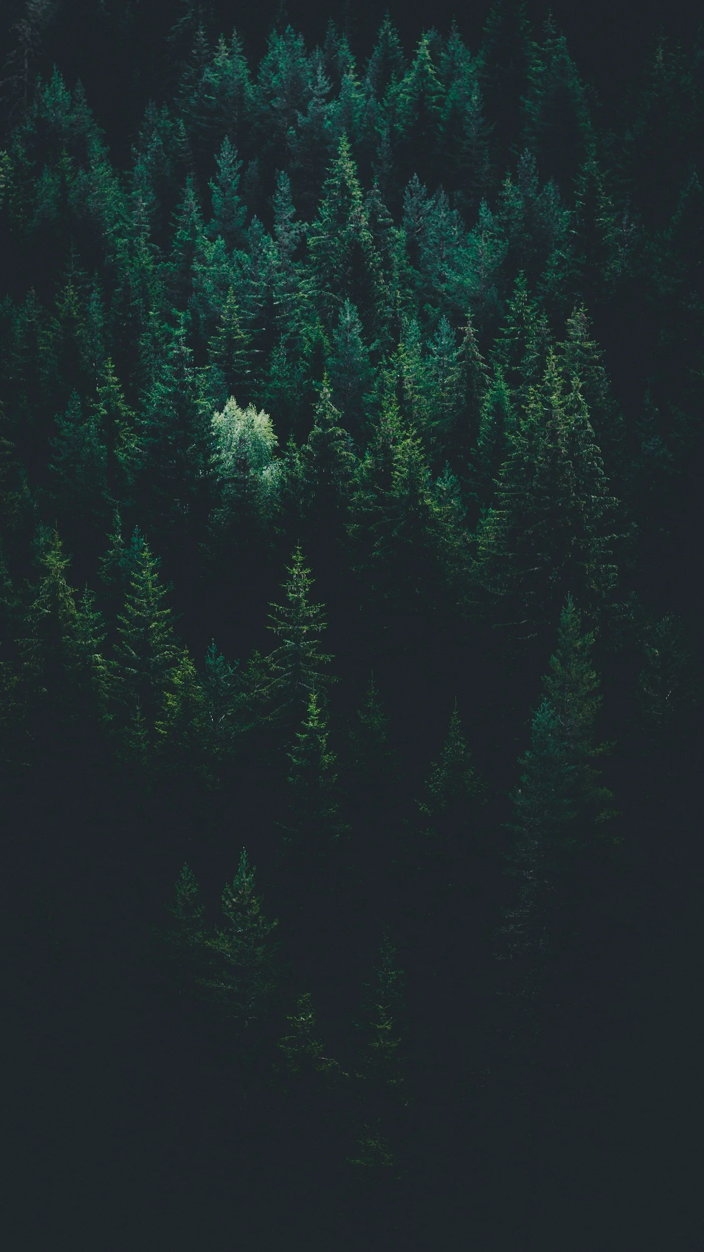 Dense green pine trees in a forest with a reflection on a nearby body of water.
