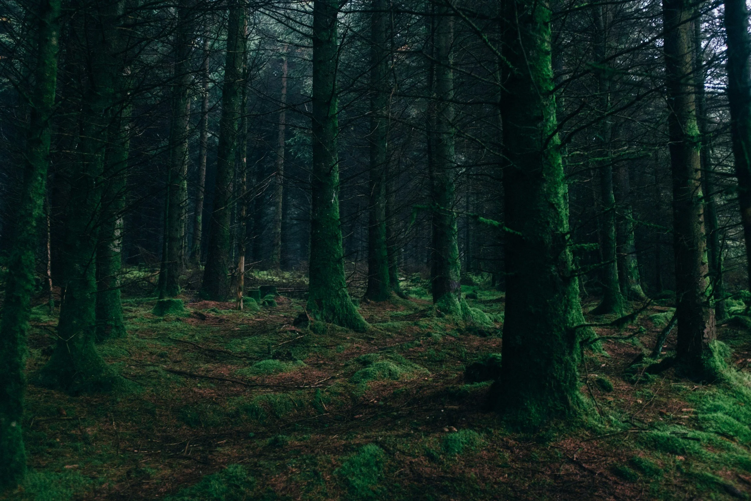 A dense forest with tall trees covered in green moss, with a dark and moody atmosphere.