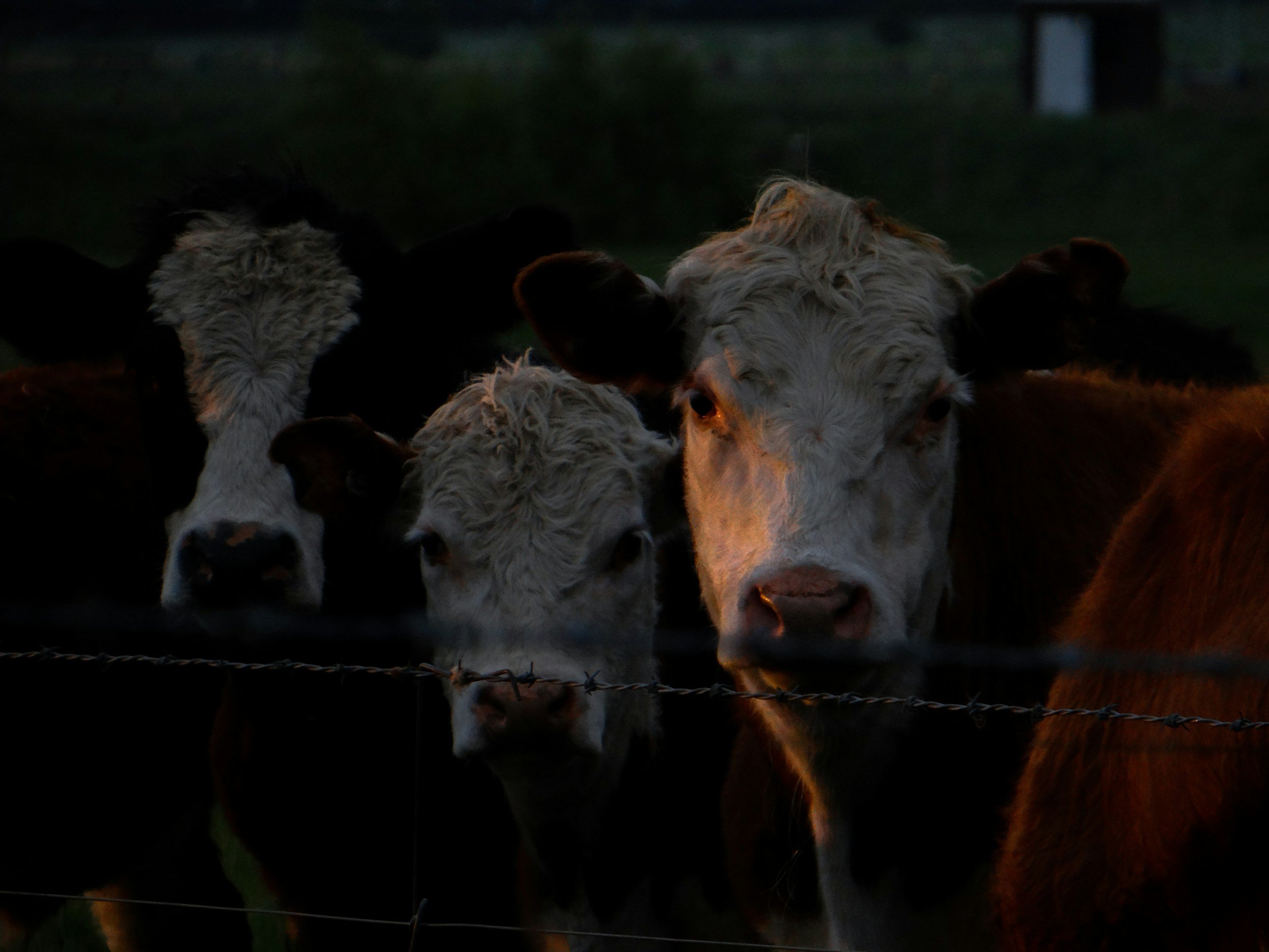A group of cows gathered together in a dark outdoor setting, with some cows' faces visible and others partially obscured.
