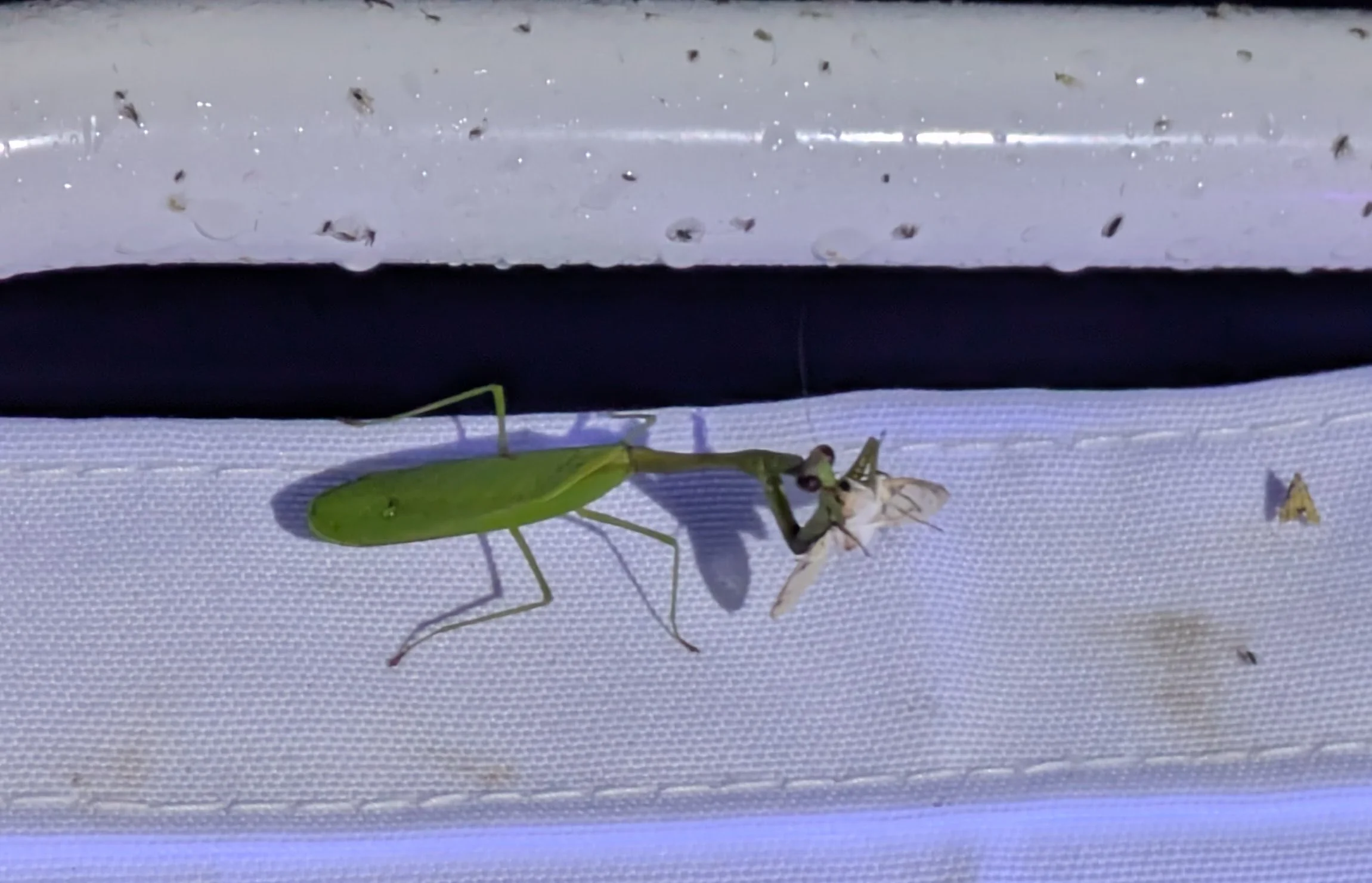 Praying mantis hunting on our light sheet.