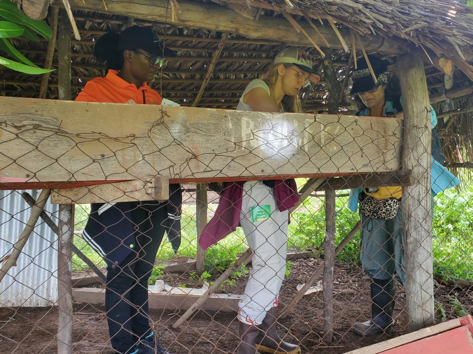 Ento surveillance in Lethem