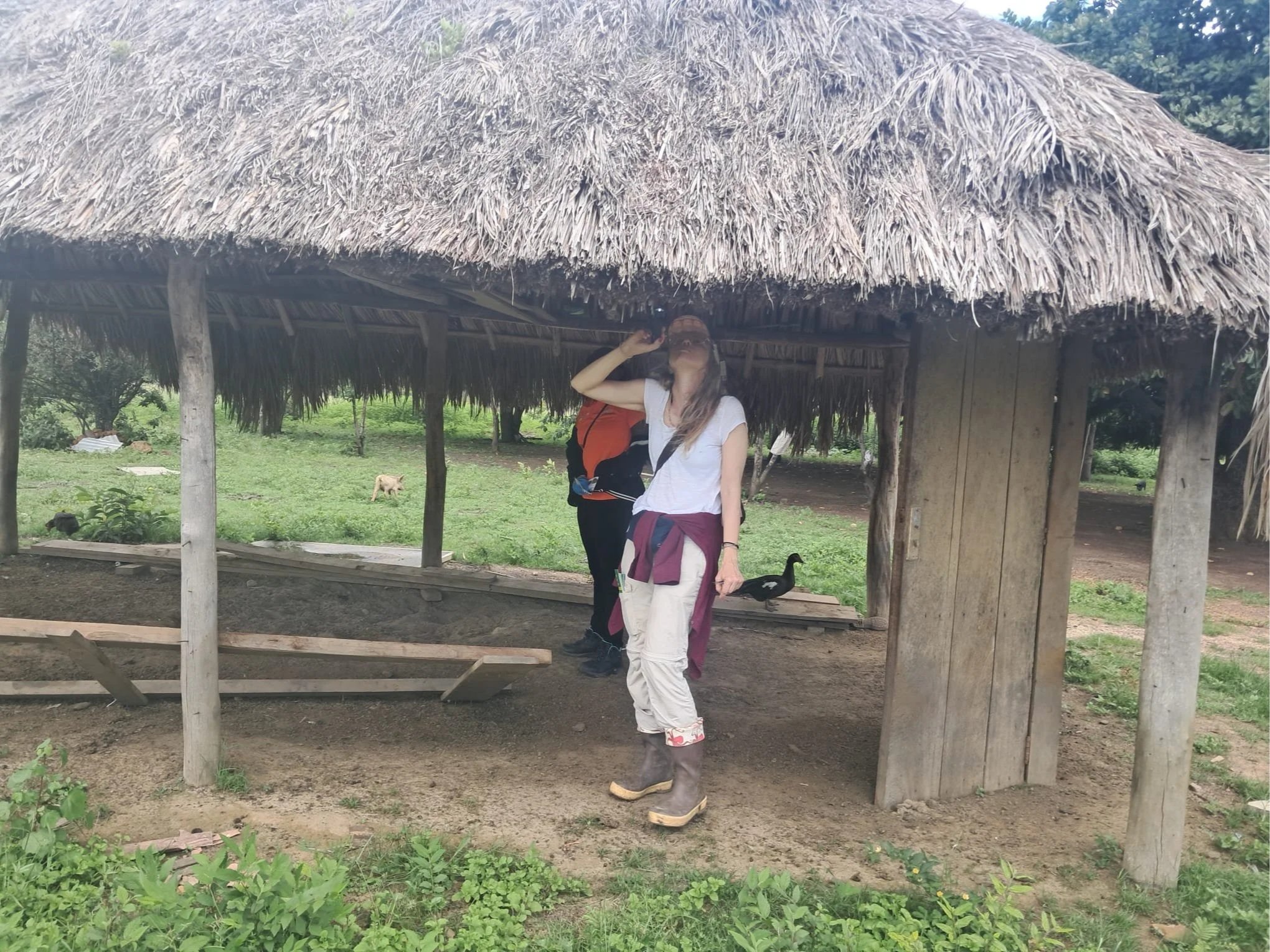 Searching for triatomines in Lethem.