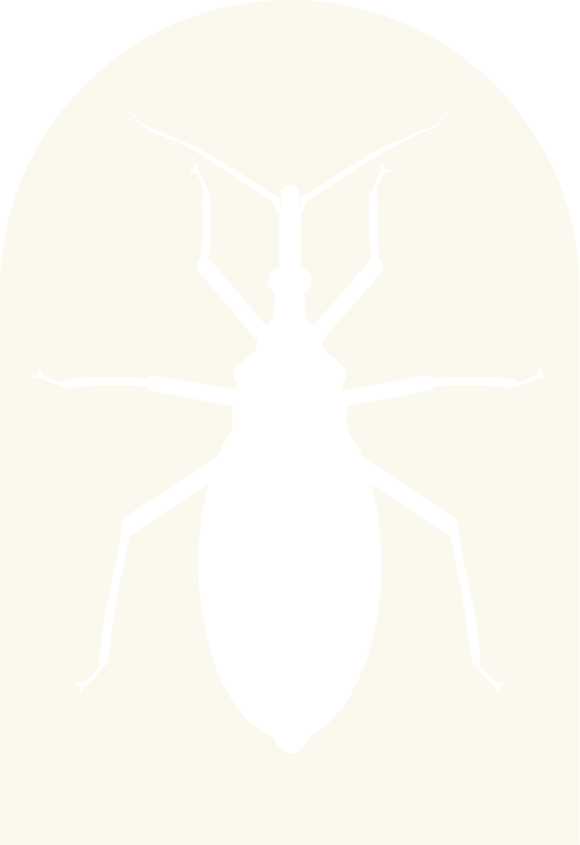 Silhouette of a bug or beetle on a white background.