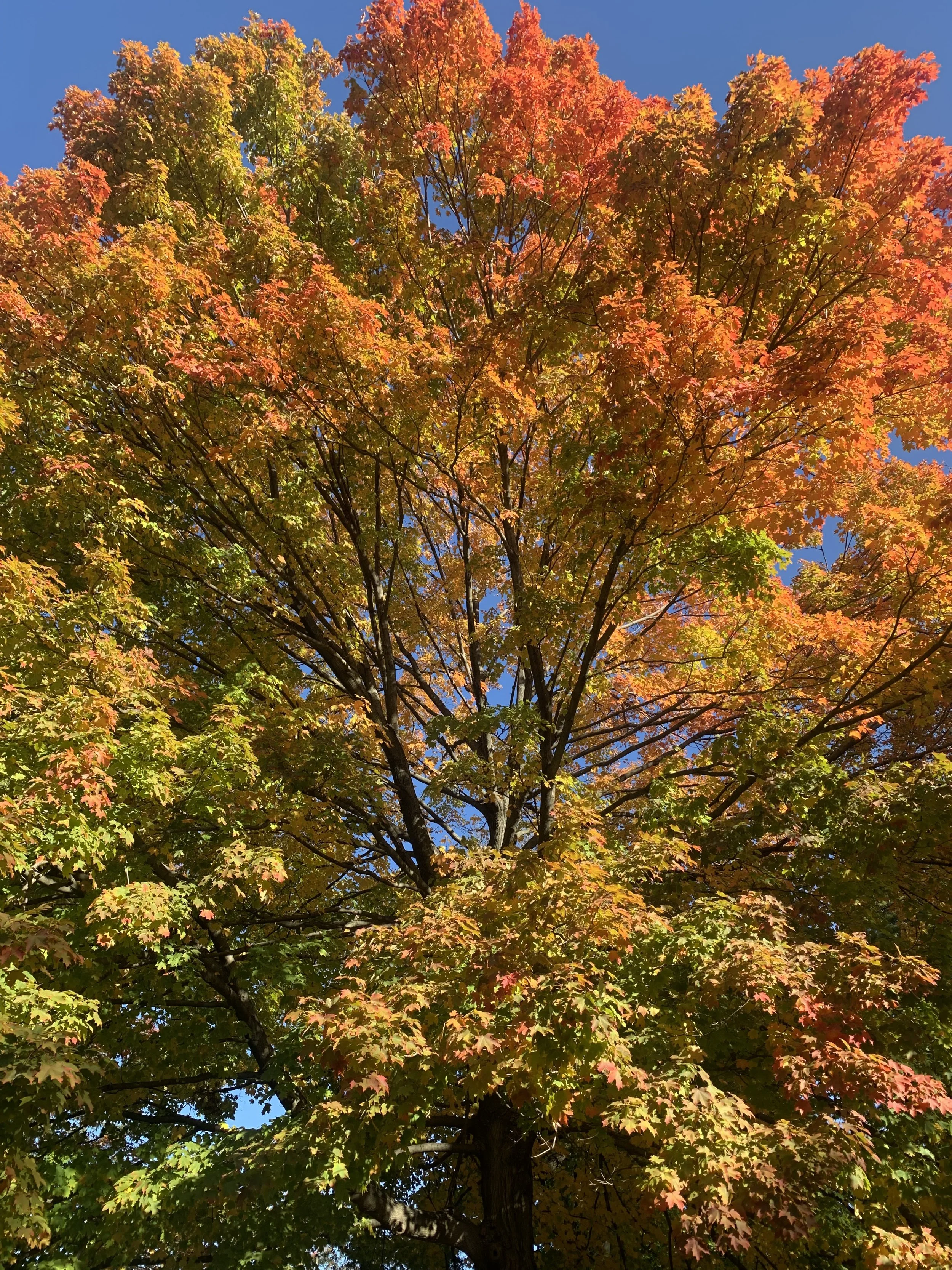 Prospect Park (Brooklyn, NY, October 2022).