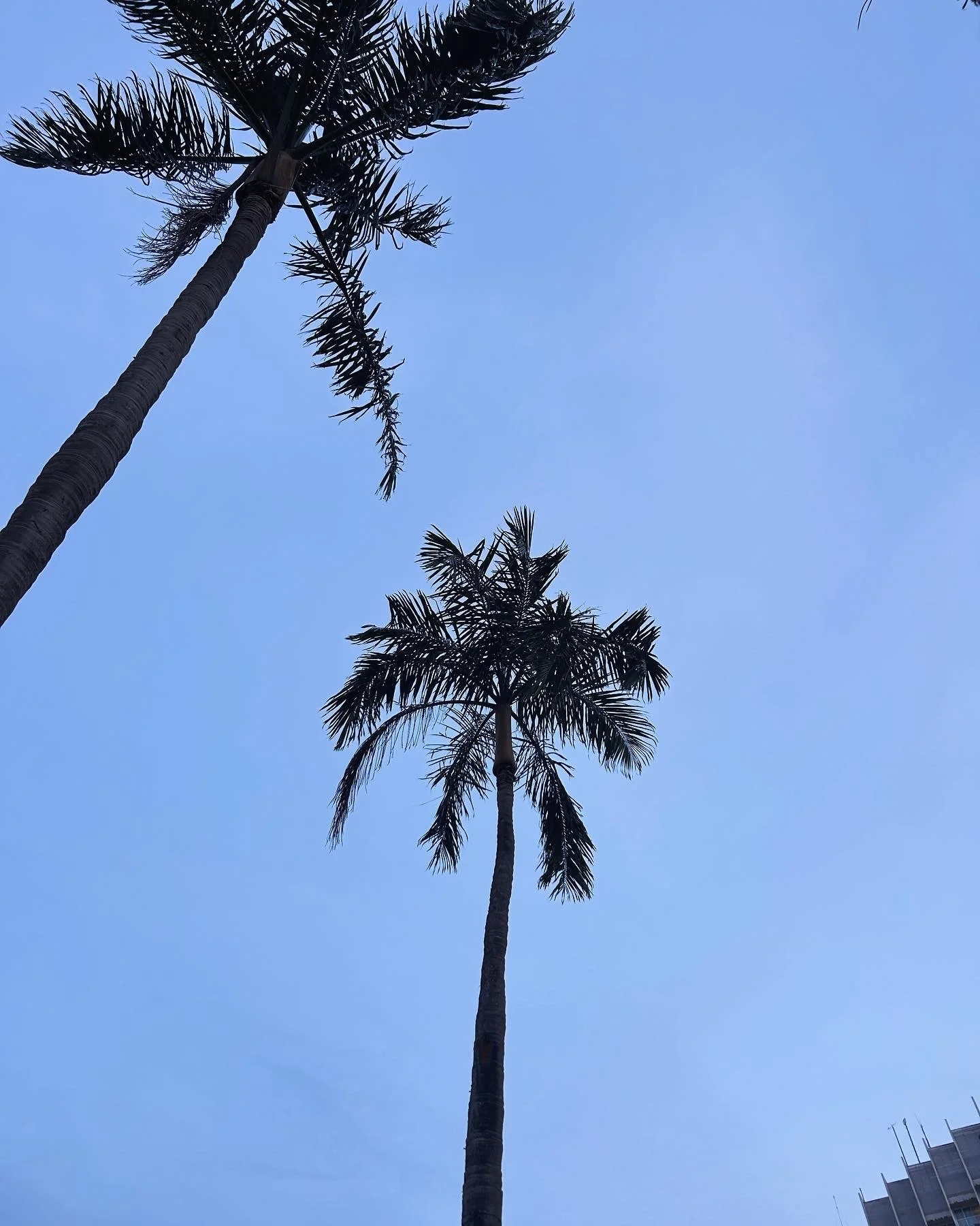 Jamaica (Ocho Rios, December 2023)