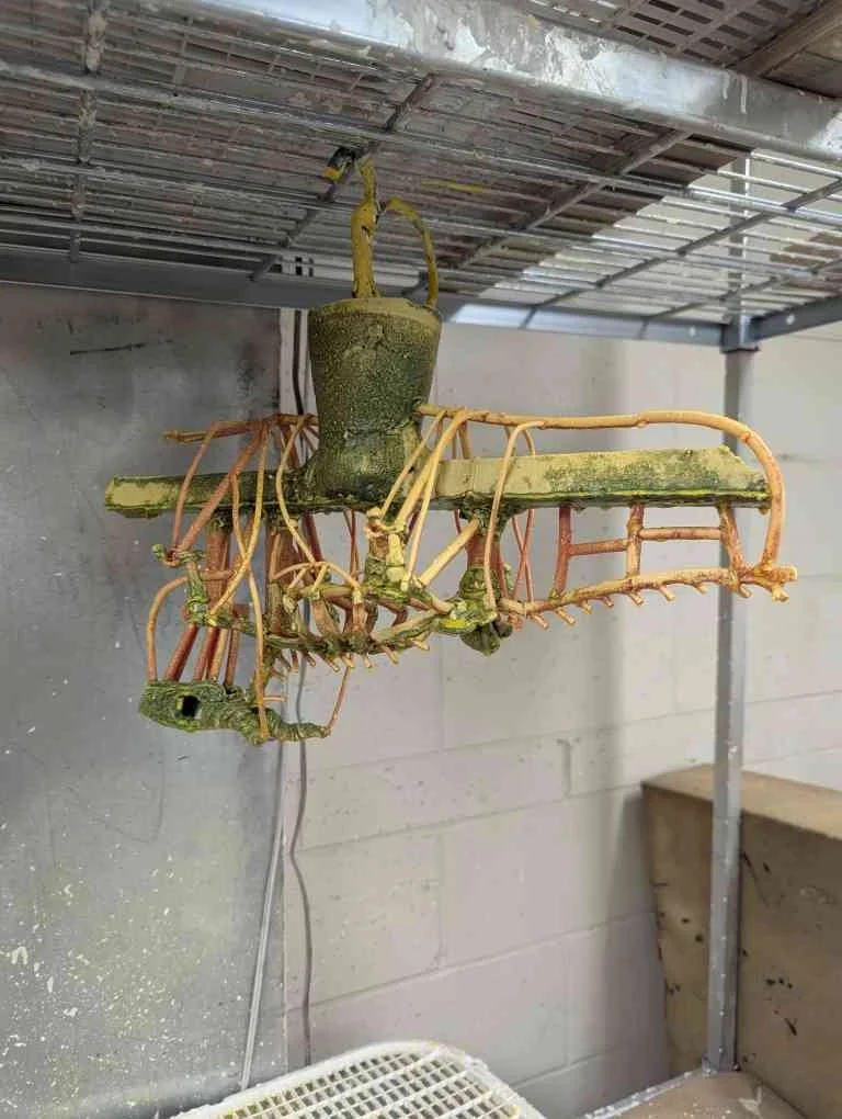 Basking_dipping.jpg