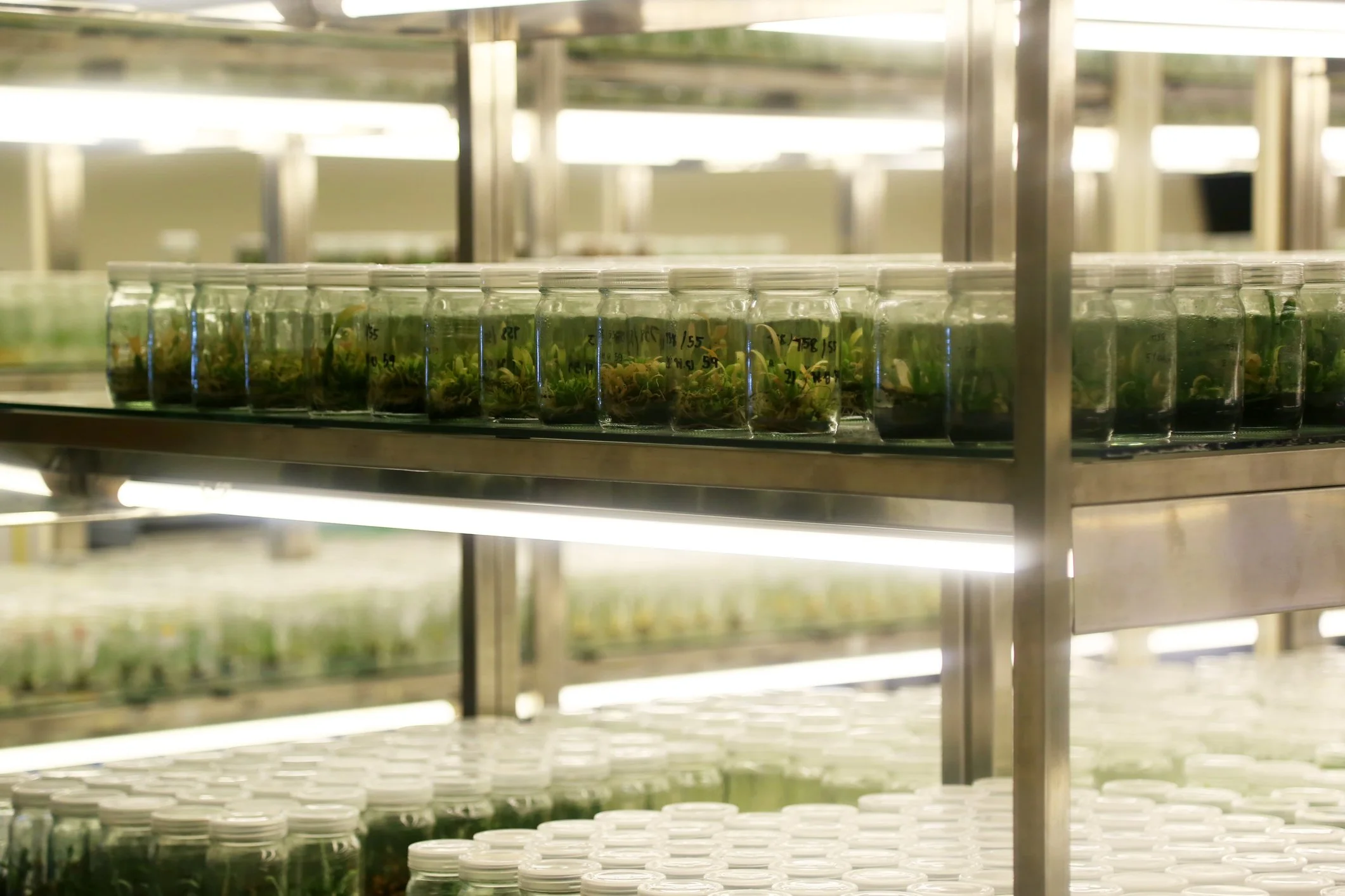 Multiple small glass jars filled with plants on metal shelves in a greenhouse or indoor farm setting.