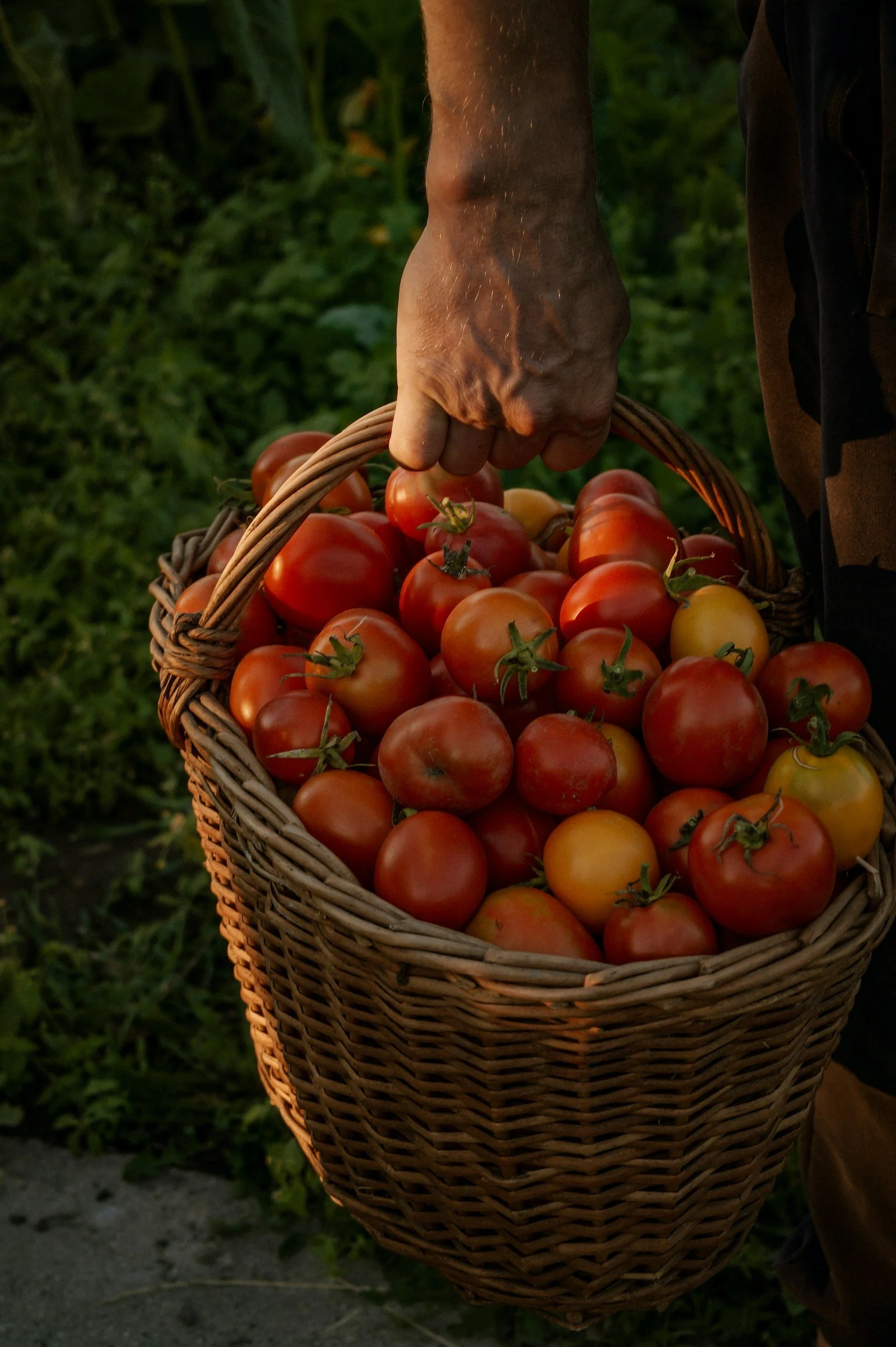 Una mano tiene un cesto pieno di pomodori maturi di vari colori, su uno sfondo di foglie verdi.