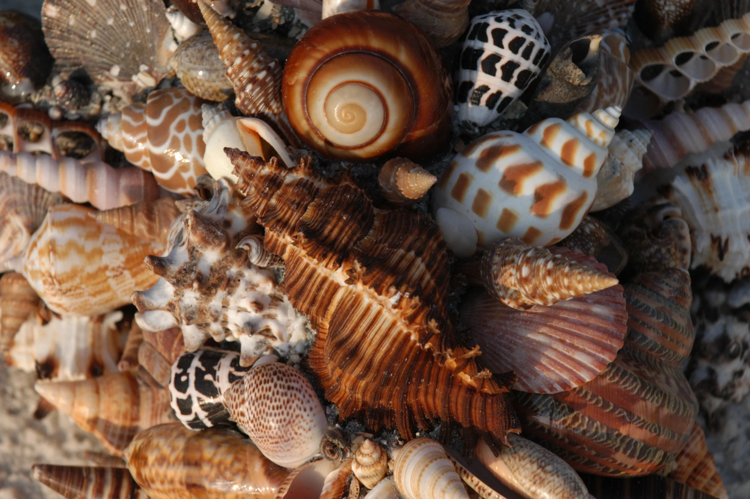 Close-up view of an arrangement of carefully selected seashells of different shapes, sizes, and colors.