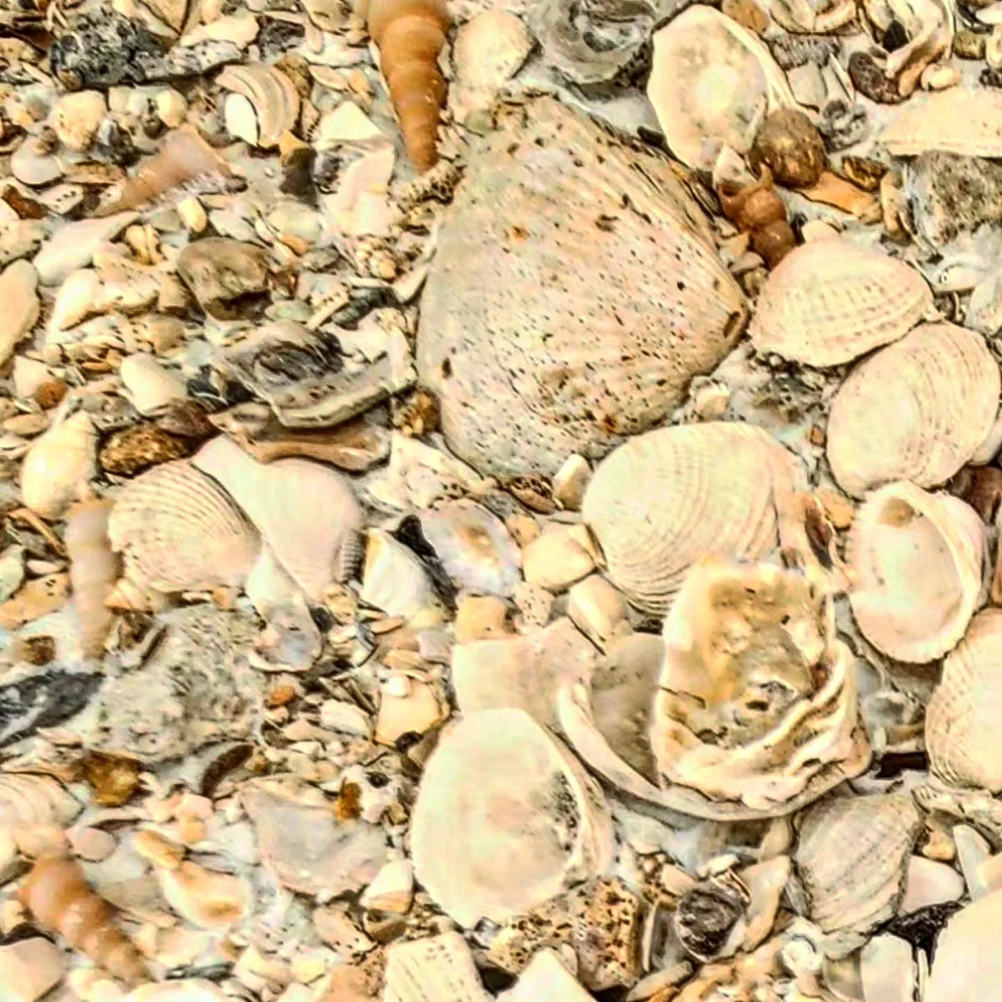 A large collection of seashells and small rocks on the beach.