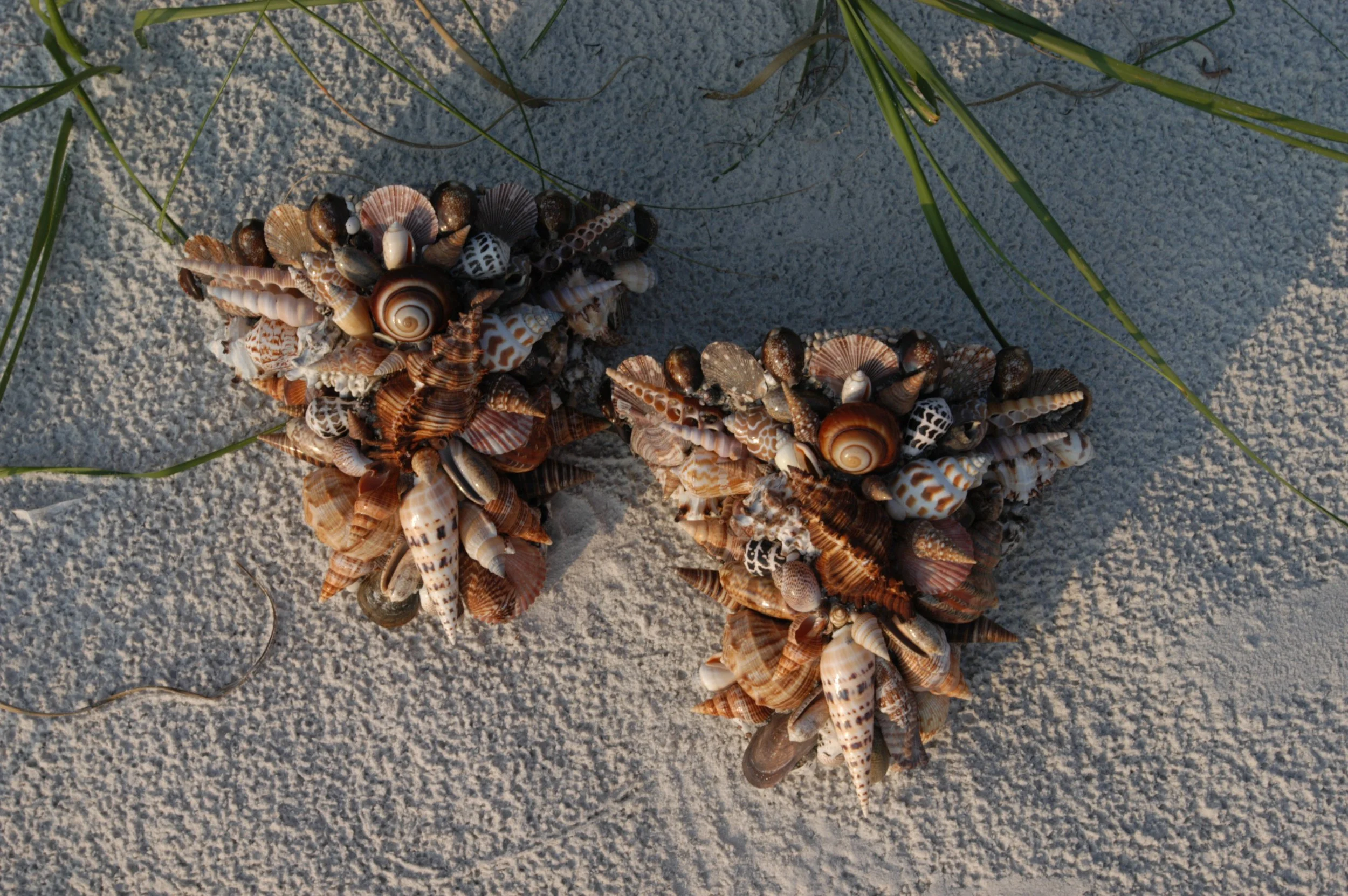 A collection of various seashells arranged on the sandy beach with seashells and green grass around.