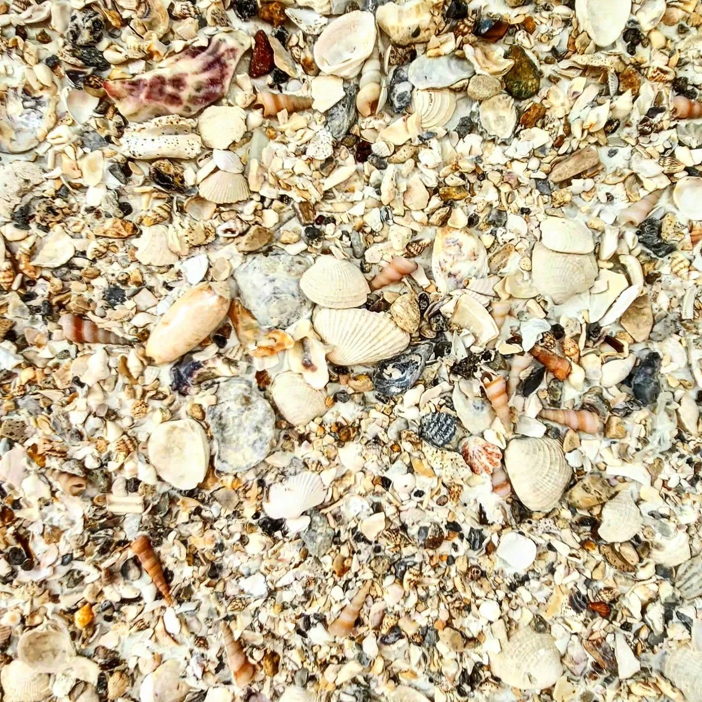 Close-up of a sandy beach covered with various small seashells and fragments.