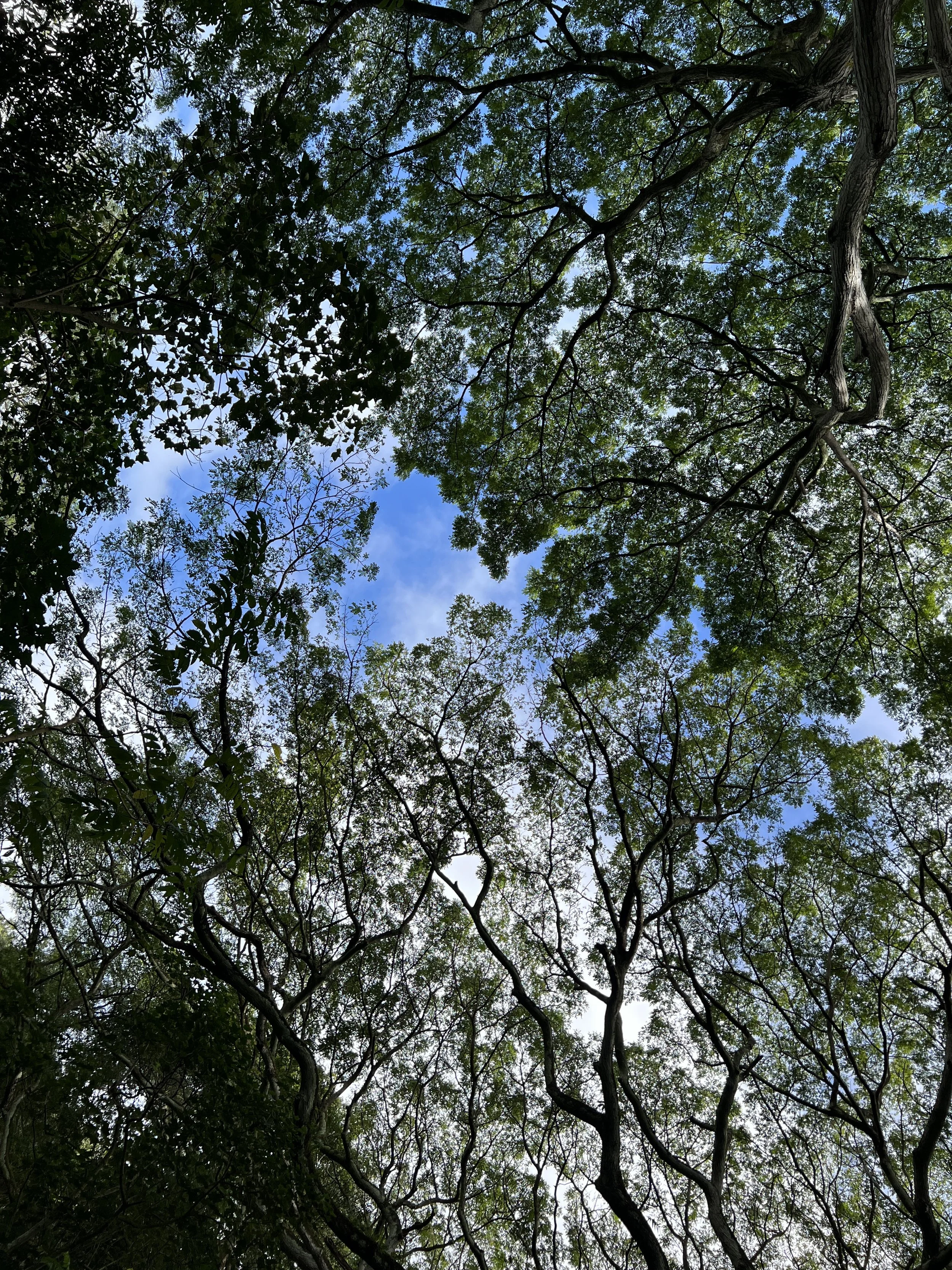 Quick Somatic Interventions to Calm Your Mind and Body Today