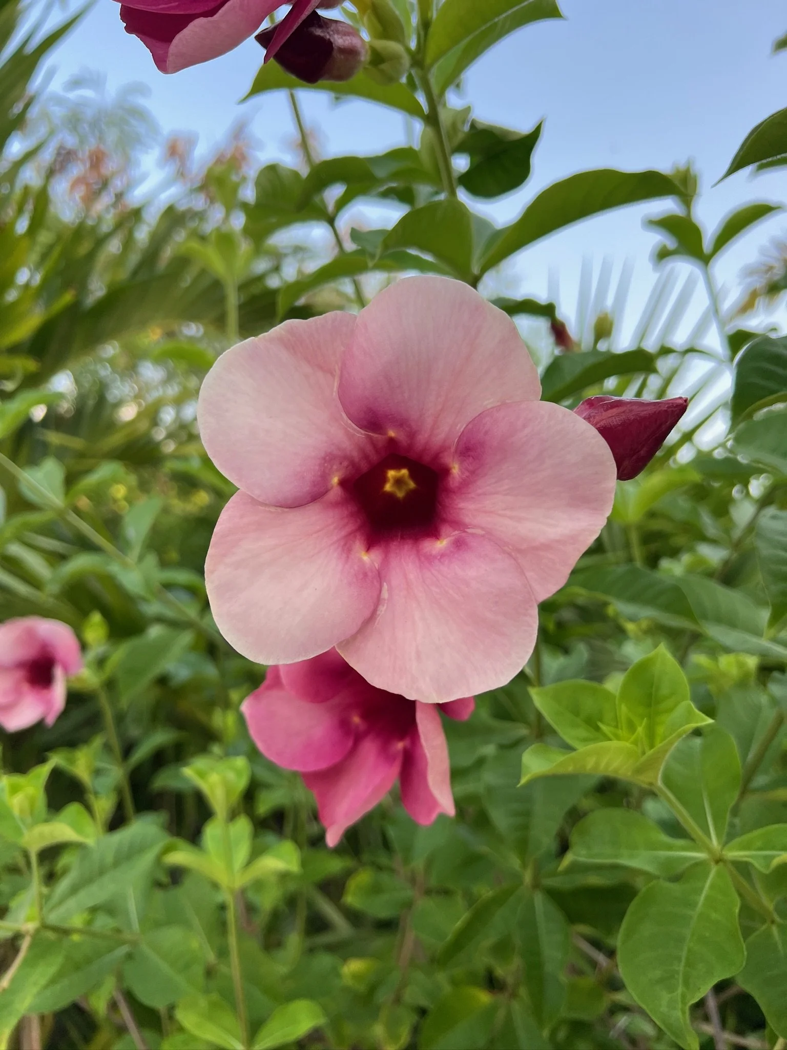 A close-up of a pink and white flower with green leaves and a clear blue sky in the background.