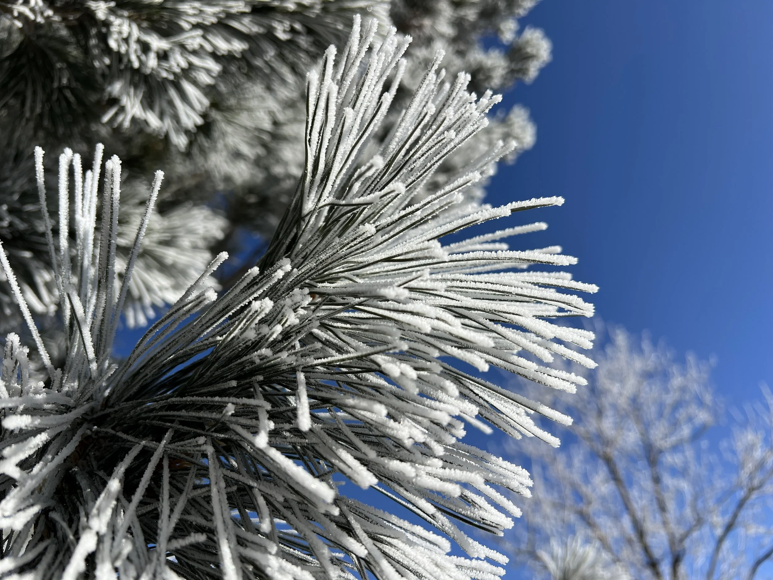 Close-up of pine tree branches covered in frost with a bright blue sky in the background.
