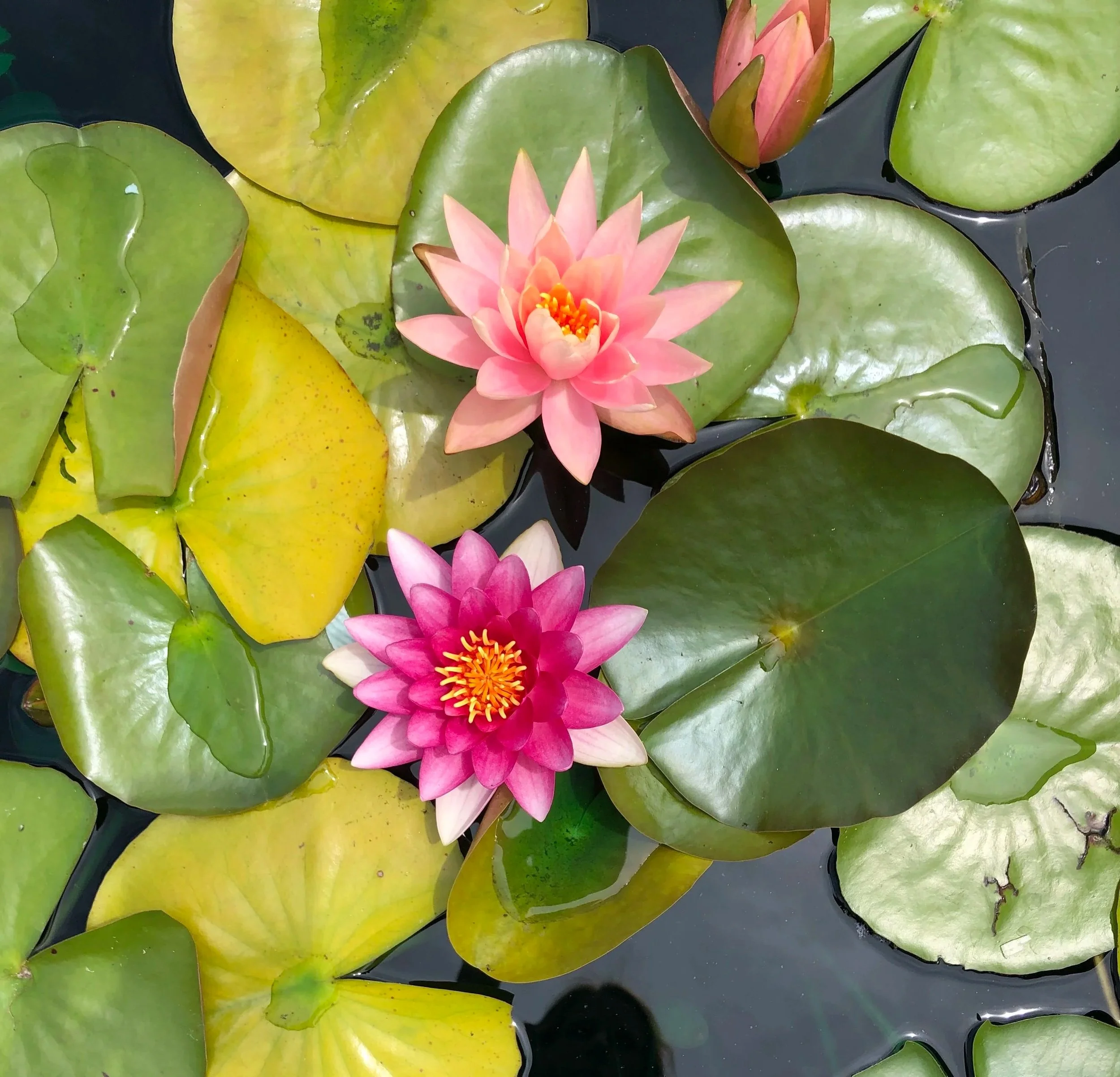 Pink water lily flowers surrounded by green lily pads on a pond.