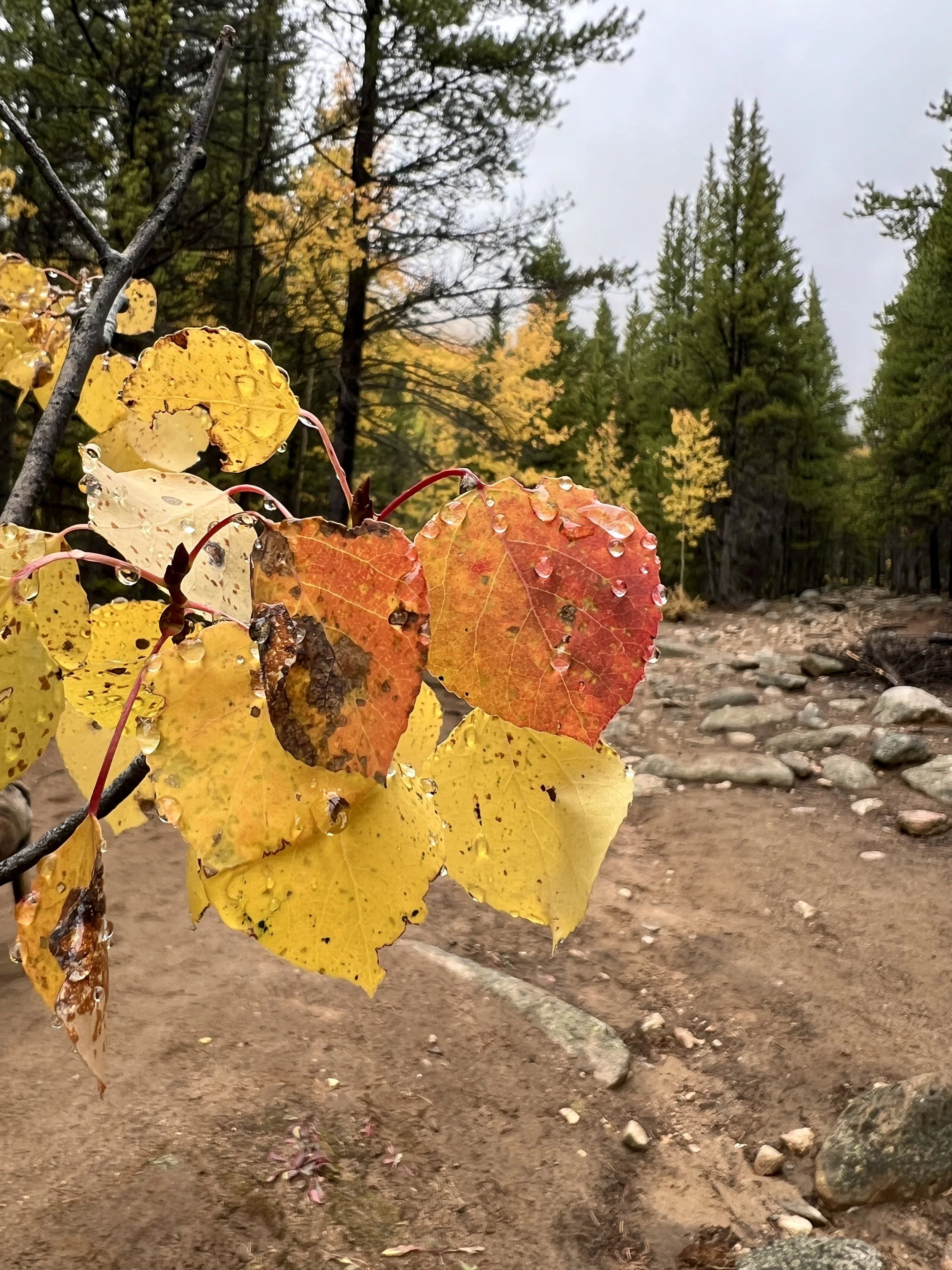 Close-up of yellow and red aspen leaves with water droplets, on a branch over a dirt trail in a forest with tall green trees and a cloudy sky.