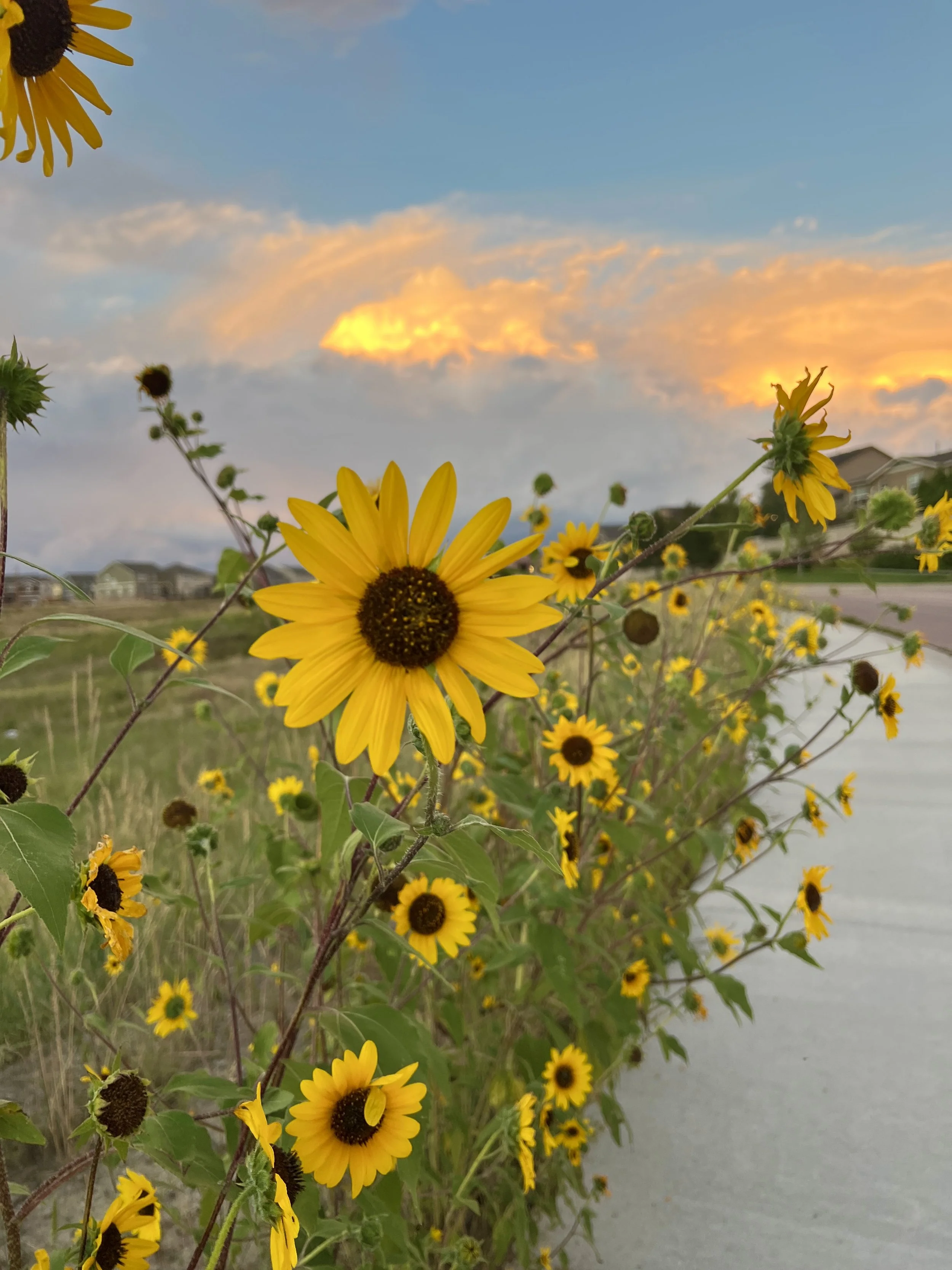 Cluster of yellow sunflowers with dark centers along a sidewalk during sunset, with houses and a partly cloudy sky in the background.