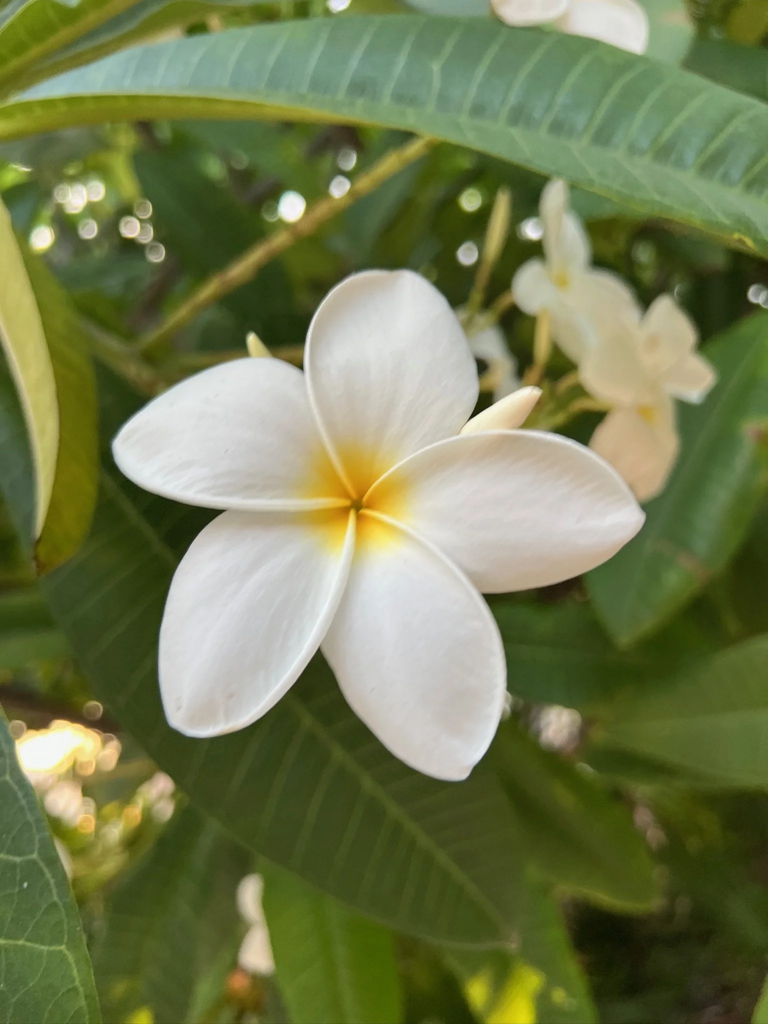 Close-up of a white plumeria flower with yellow center, surrounded by green leaves.