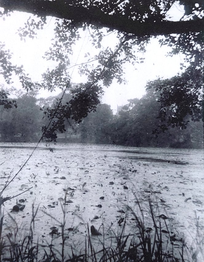 The Lily Pond at Arbury Hall. Astley Church tower can be seen in the background.
