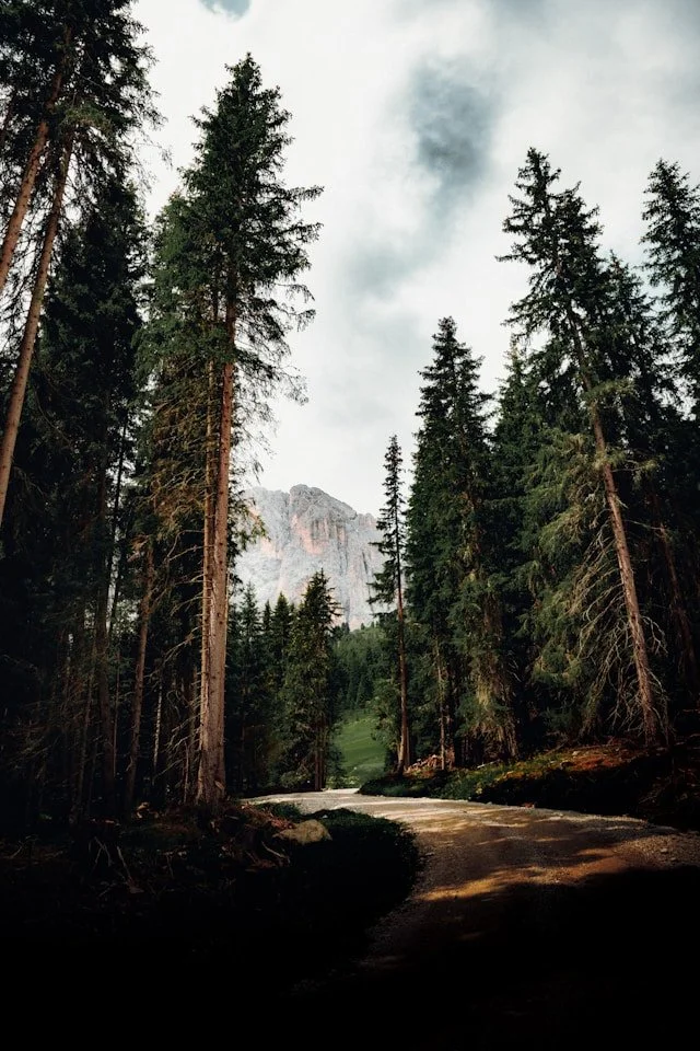 A forest trail through tall pine trees with mountain peaks in the background under a cloudy sky.