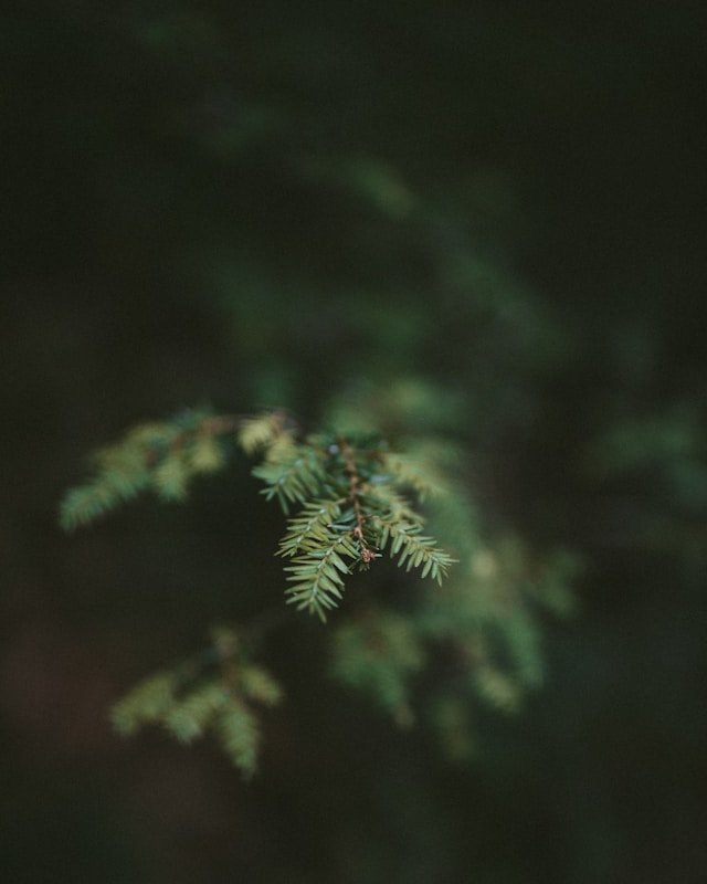 Close-up of a green pine tree branch with small needle-like leaves against a dark, blurred background.